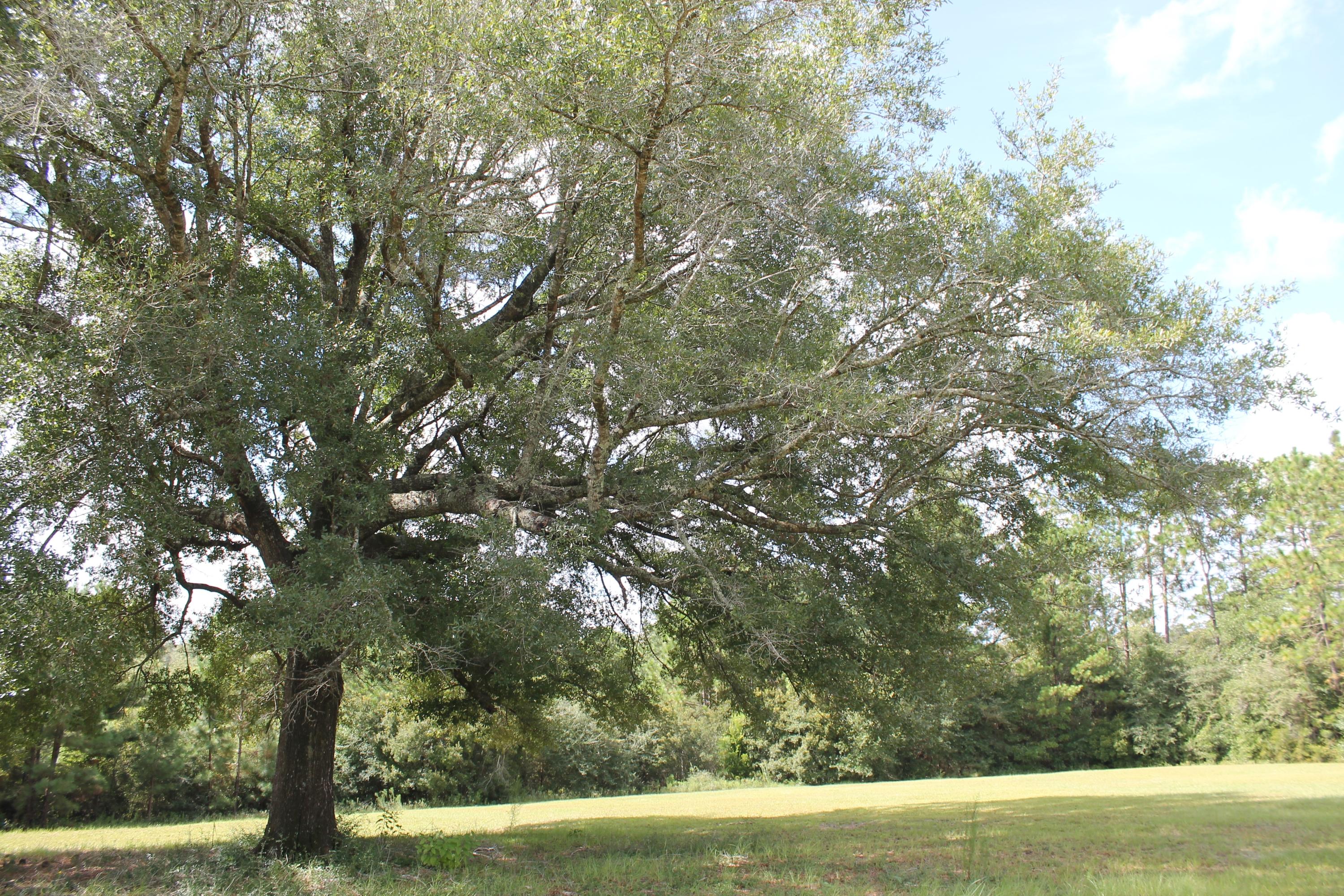 MT OLIVE ESTATES - Residential