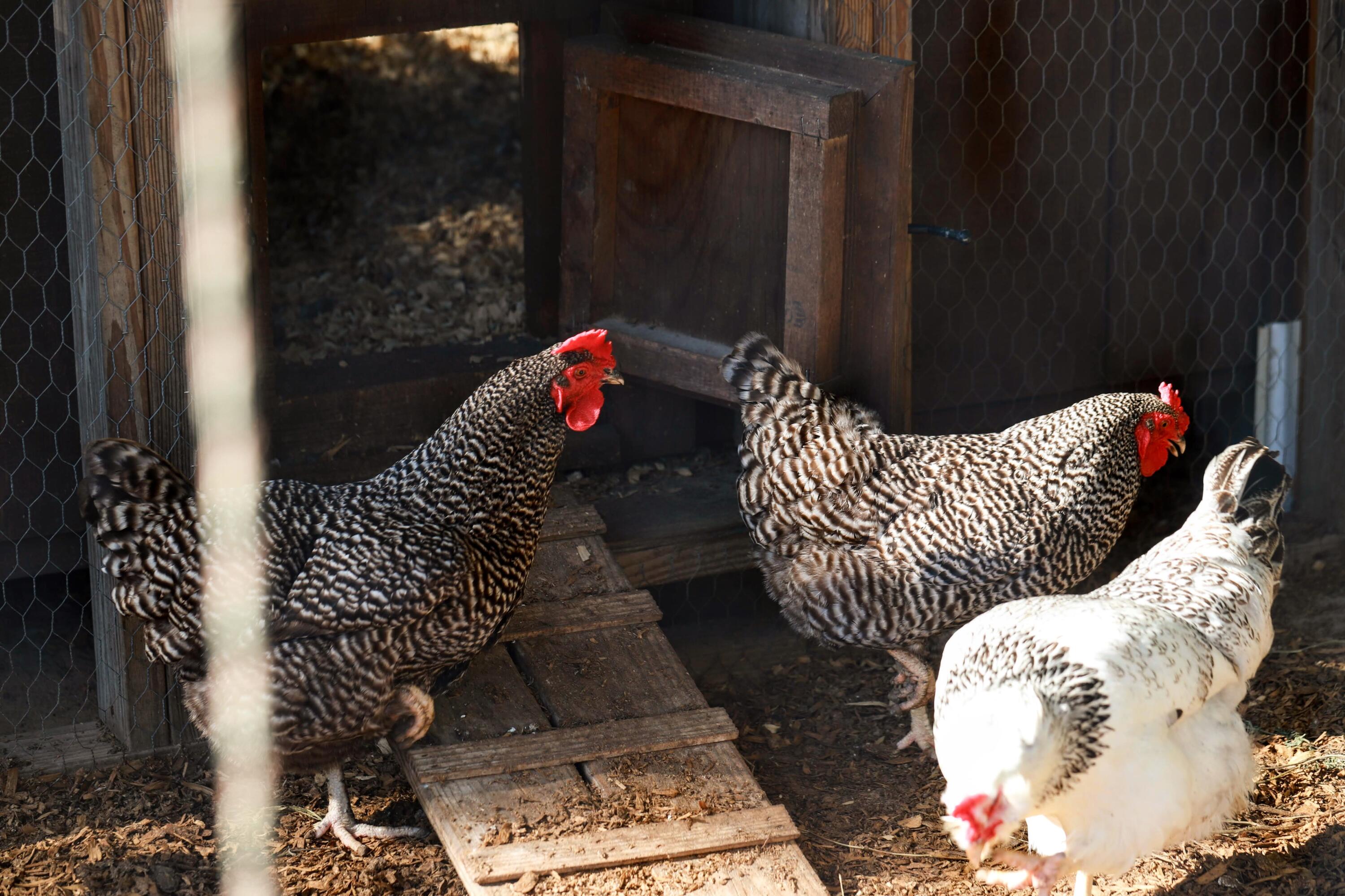 OAKWOOD HILLS UNIT 1 - Residential