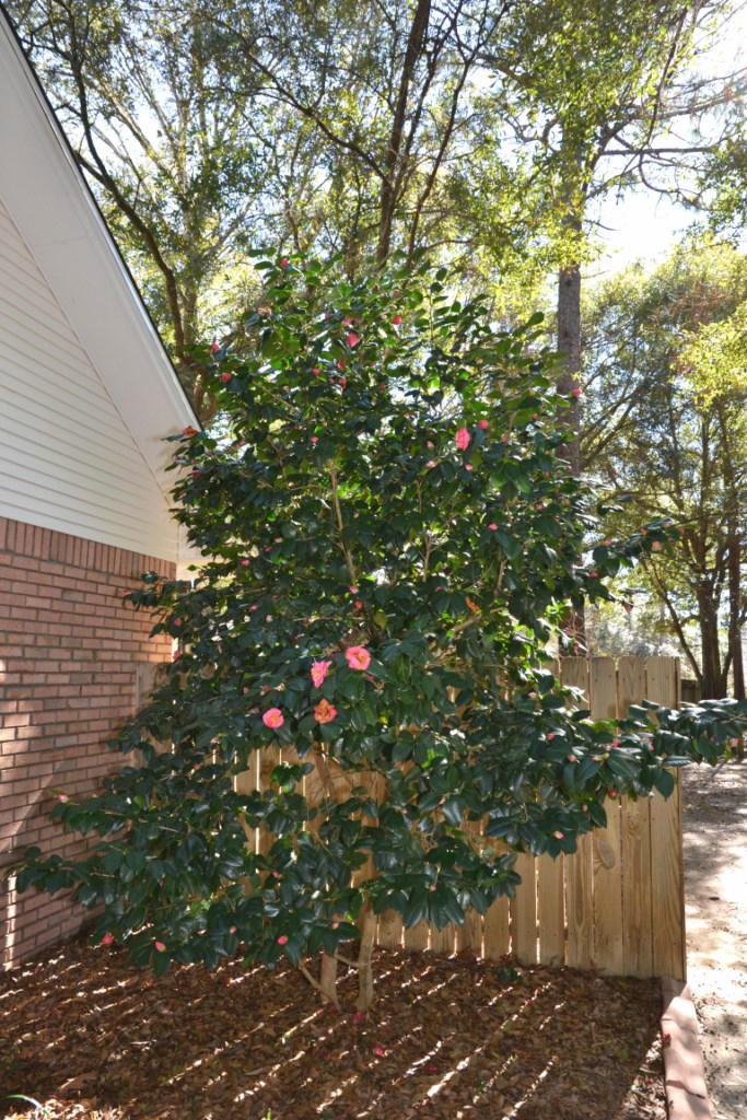 SAVANNAH OAKS - Residential