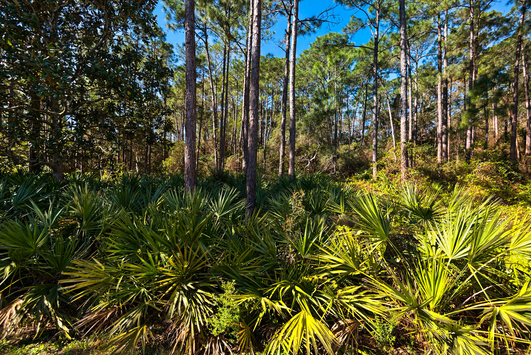 DRIFTWOOD ESTATES - Residential