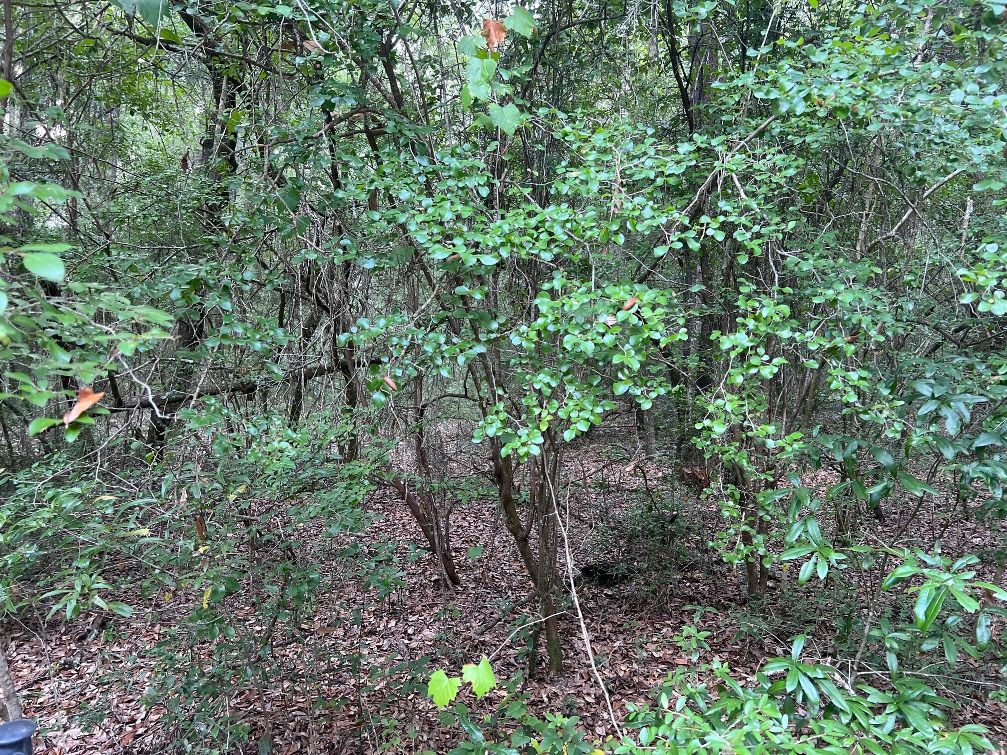 OAKWOOD HILLS UNIT 5 - Land