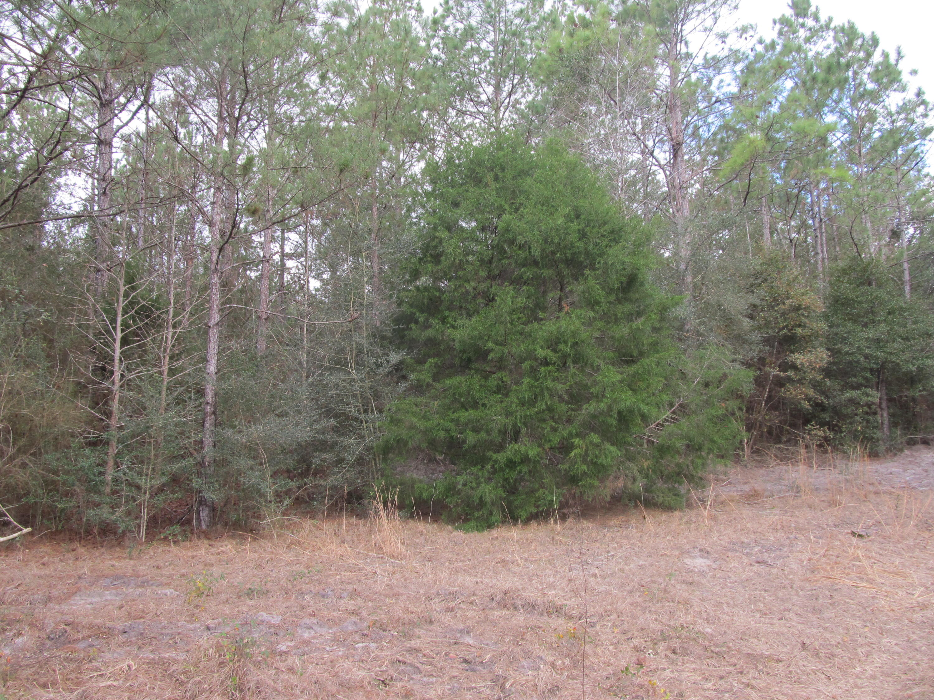 Great place to build a residence or a weekend getaway in Washington County. This 10 acre parcel is secluded and peaceful yet within a 40 minutes drive to the beach. Sellers have already begun some clearing for a great homesite as well as the perimeter making it easy to show. Survey and elevation certificate available.