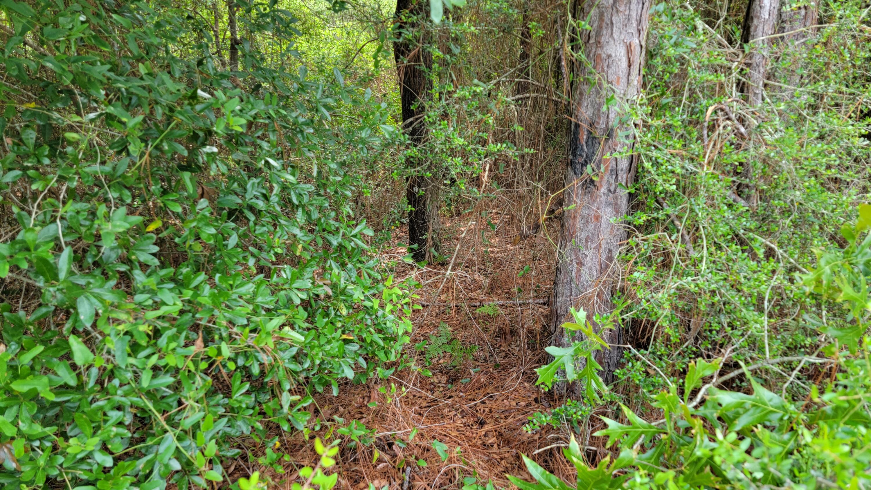 OAKWOOD HILLS UNIT 1 - Land