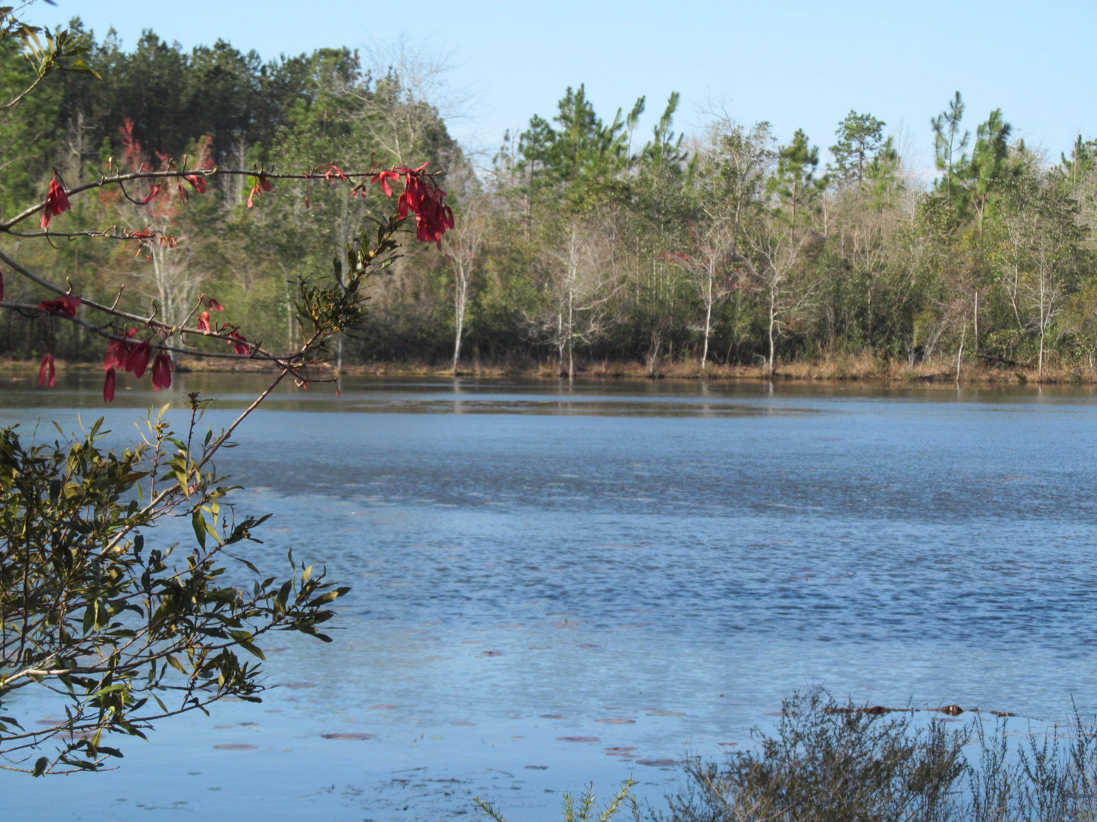 Attention hunters & fisherman! Here you go! 55 wooded acres with a 3 acre lake! fish, hunt or just enjoy the outdoors. Minutes to Defuniak Springs and the beaches of South Walton. Paved Road frontage!