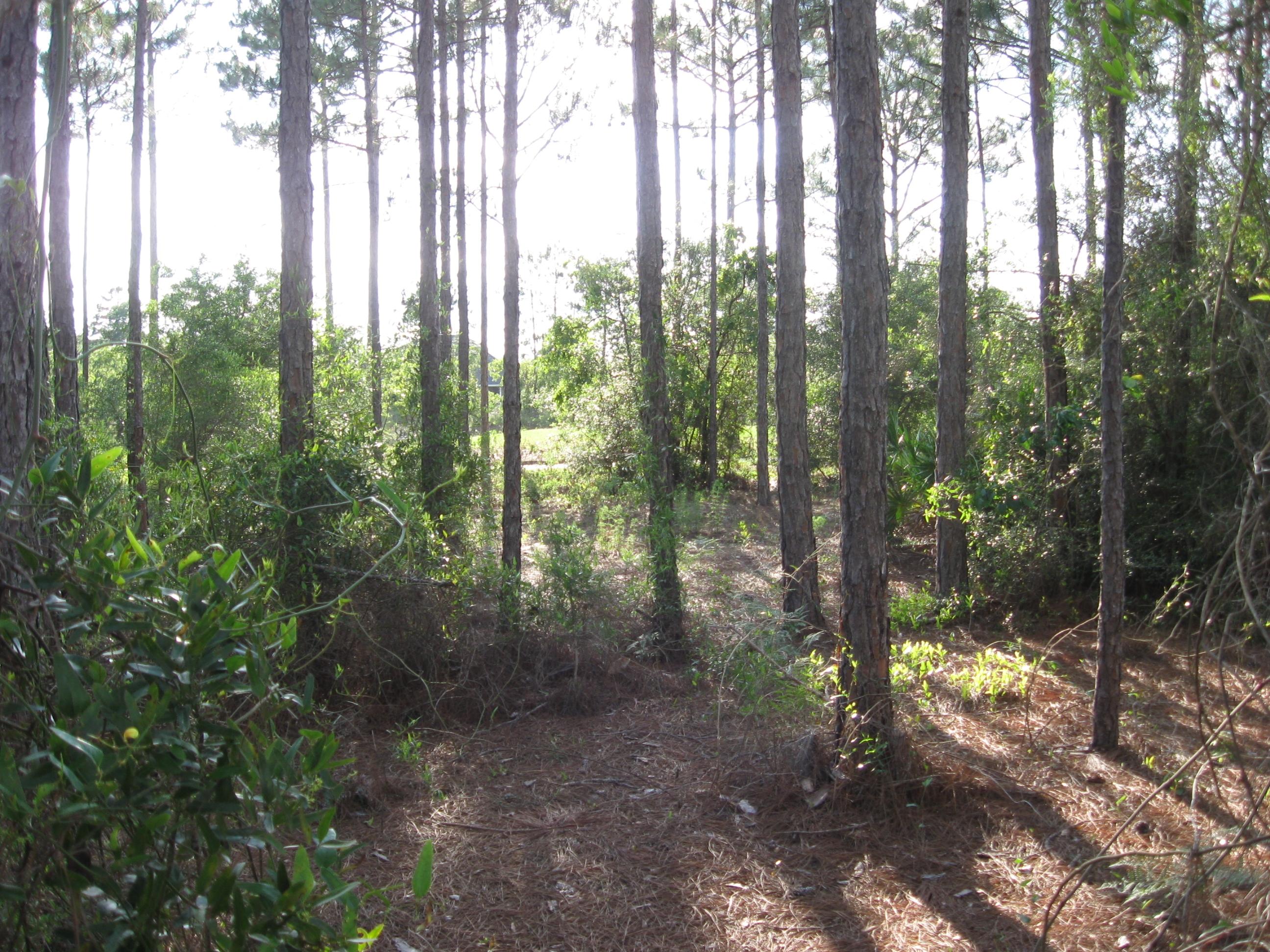 WINDSWEPT ESTATES - Land