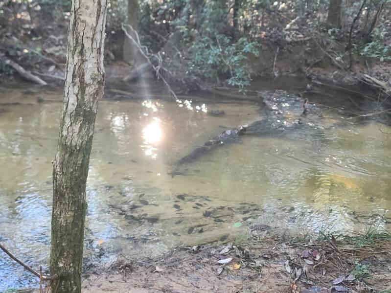 Beautiful lightly wooded 4 acre parcel with a creek running through towards the back of property. This is an undeveloped property in an unrecorded suddivision, located just off paved road in growing Mossy Head area of Defuniak Springs (horses, manufactured homes are allowed). Apx. 13 miles to downtown Defuniak Springs, Apx. 5 miles to Blackstone Golf Course & I-10 in Mossy Head. Apx. 30 minutes to Niceville and Eglin AFB. Power runs along Seven Oaks Rd. Well and Septic would be required.