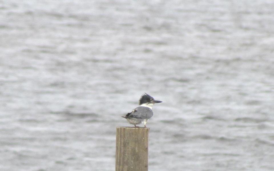 MARSH HARBOR - Residential