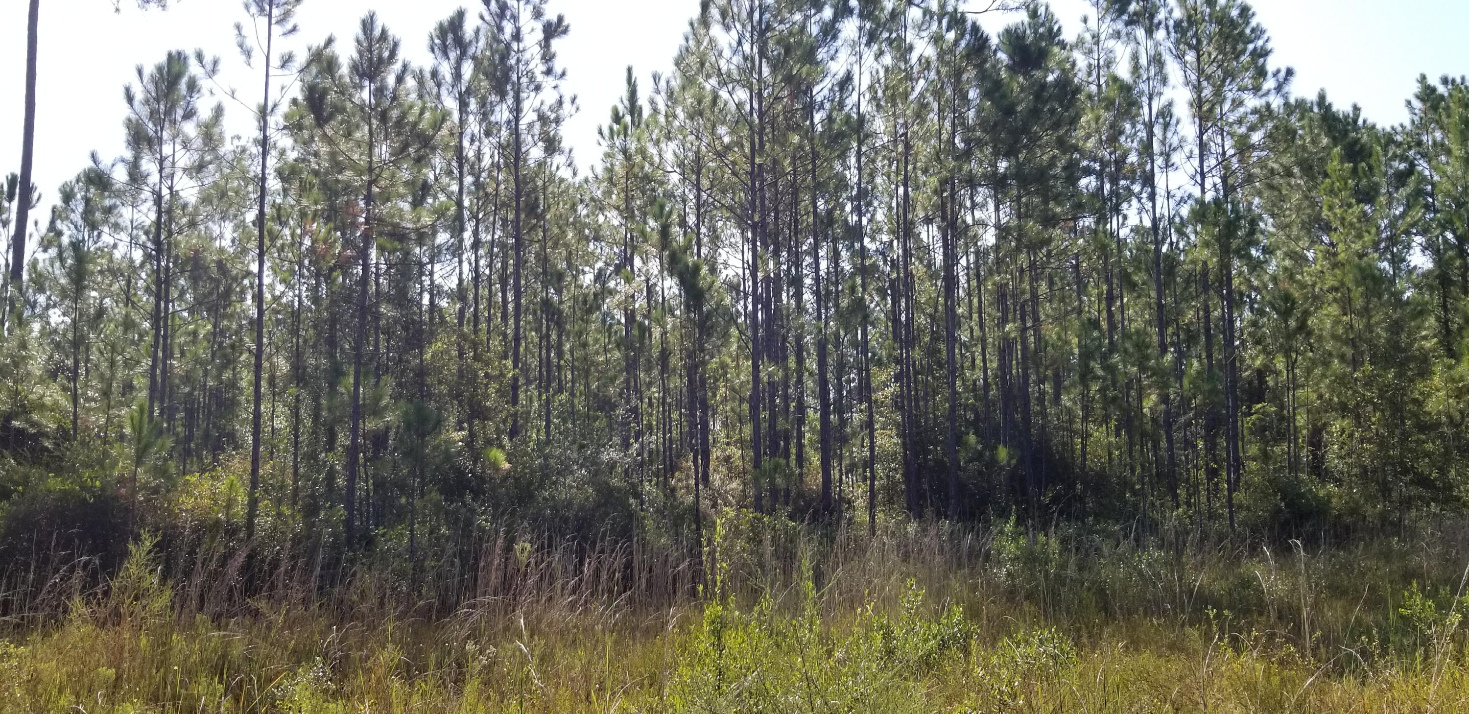 BEAR CREEK PH I - Land