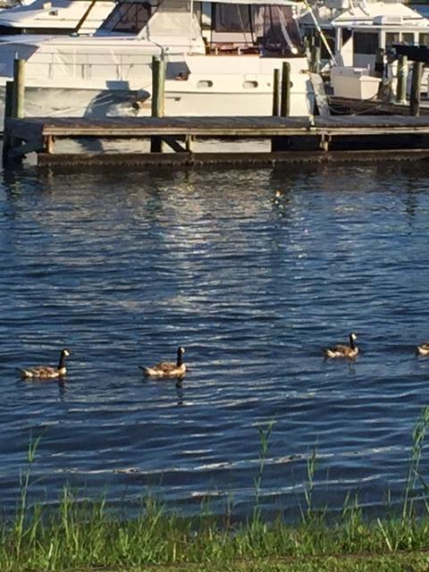 PIRATES BAY PH 1 - Residential