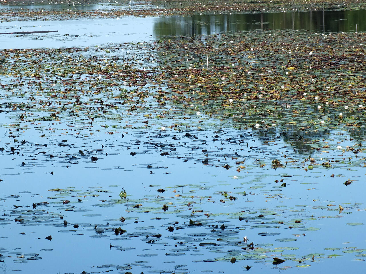 JUNIPER LAKE S/D UNRECD - Land