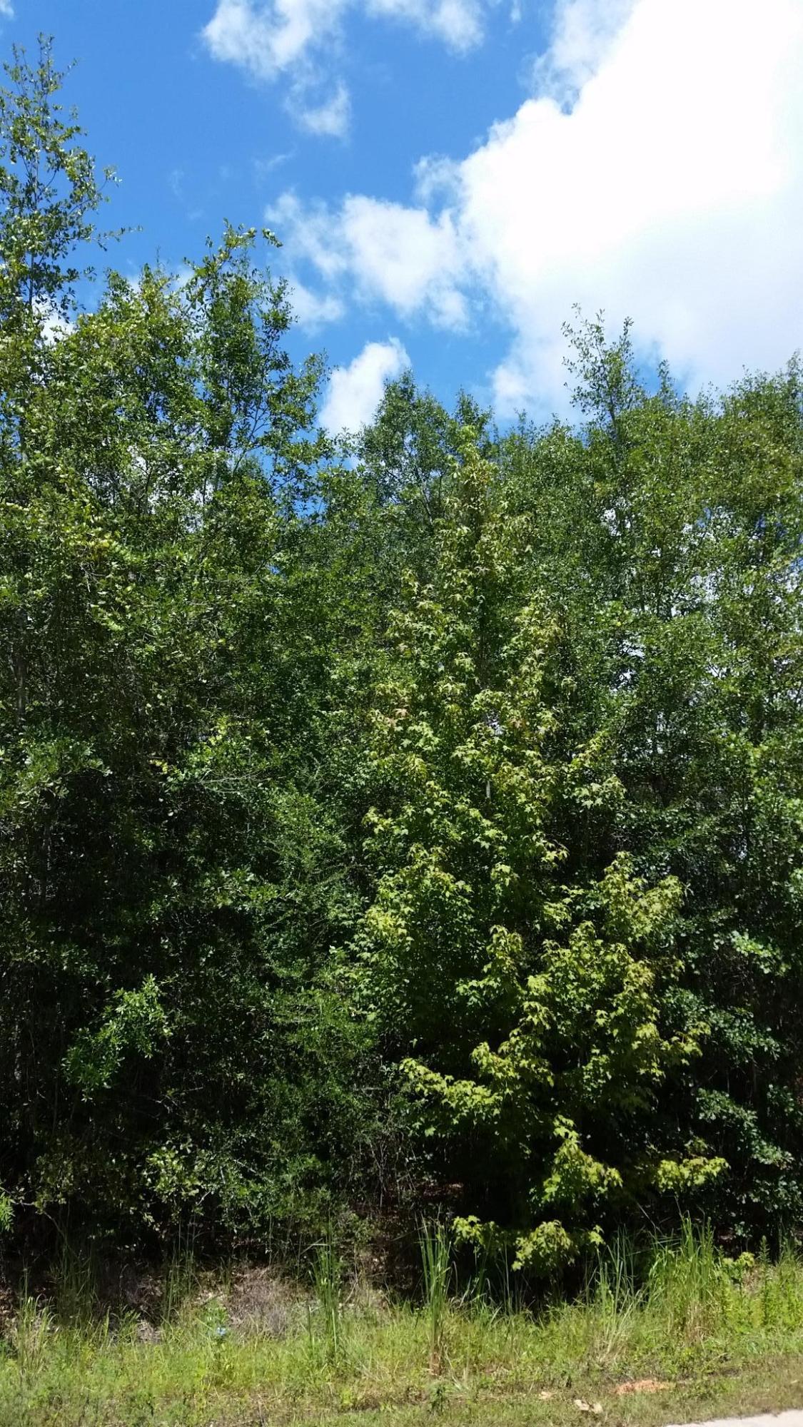 SADLER UNREC S/D - Land