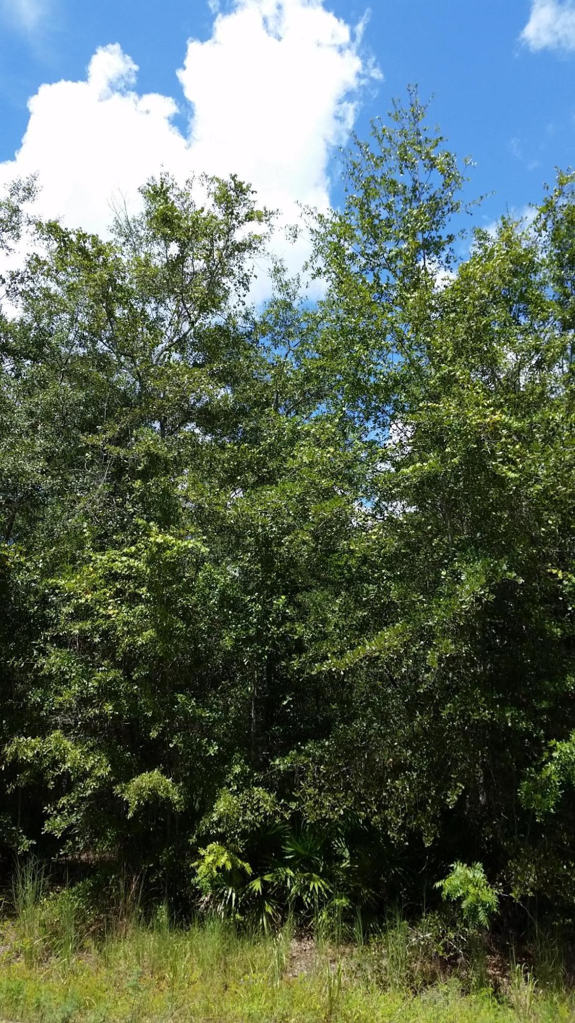 SADLER UNREC S/D - Land