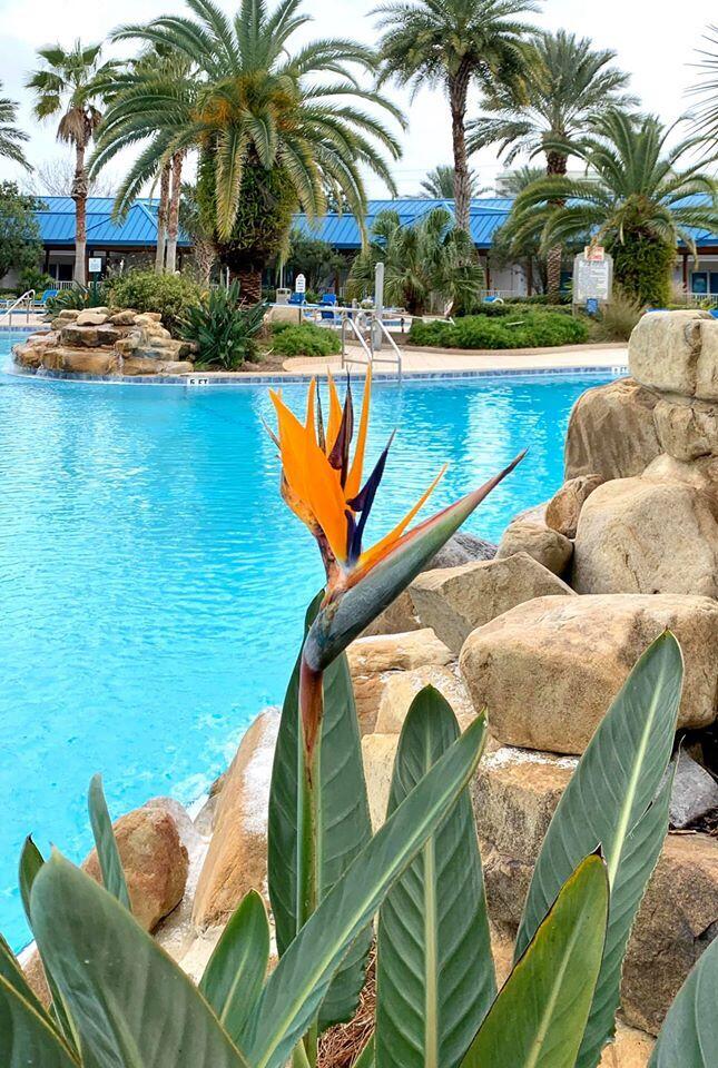 THE PALMS OF DESTIN - Residential