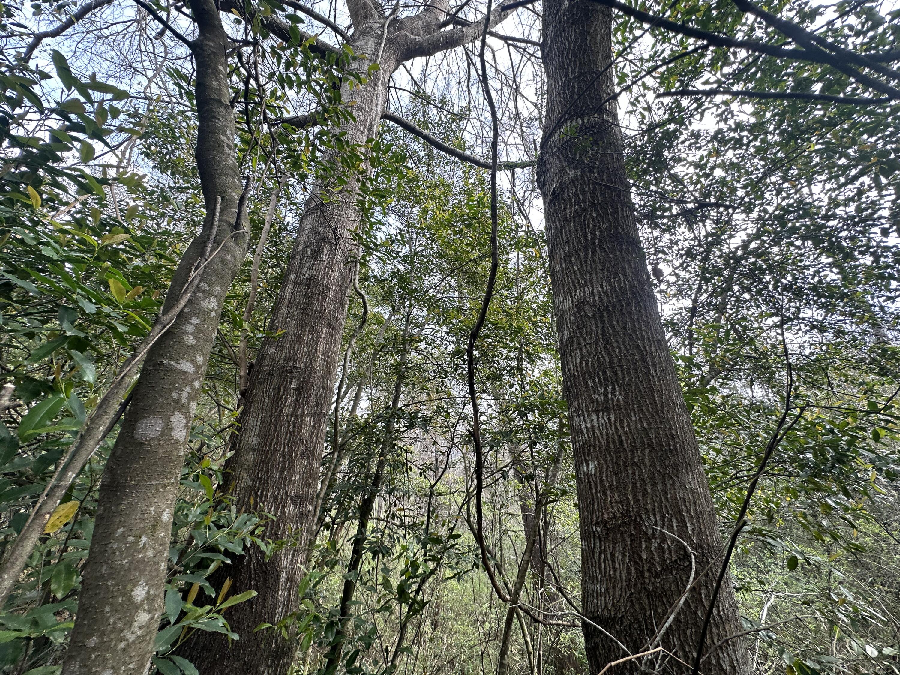 TWIN LAKES ESTATES - Land