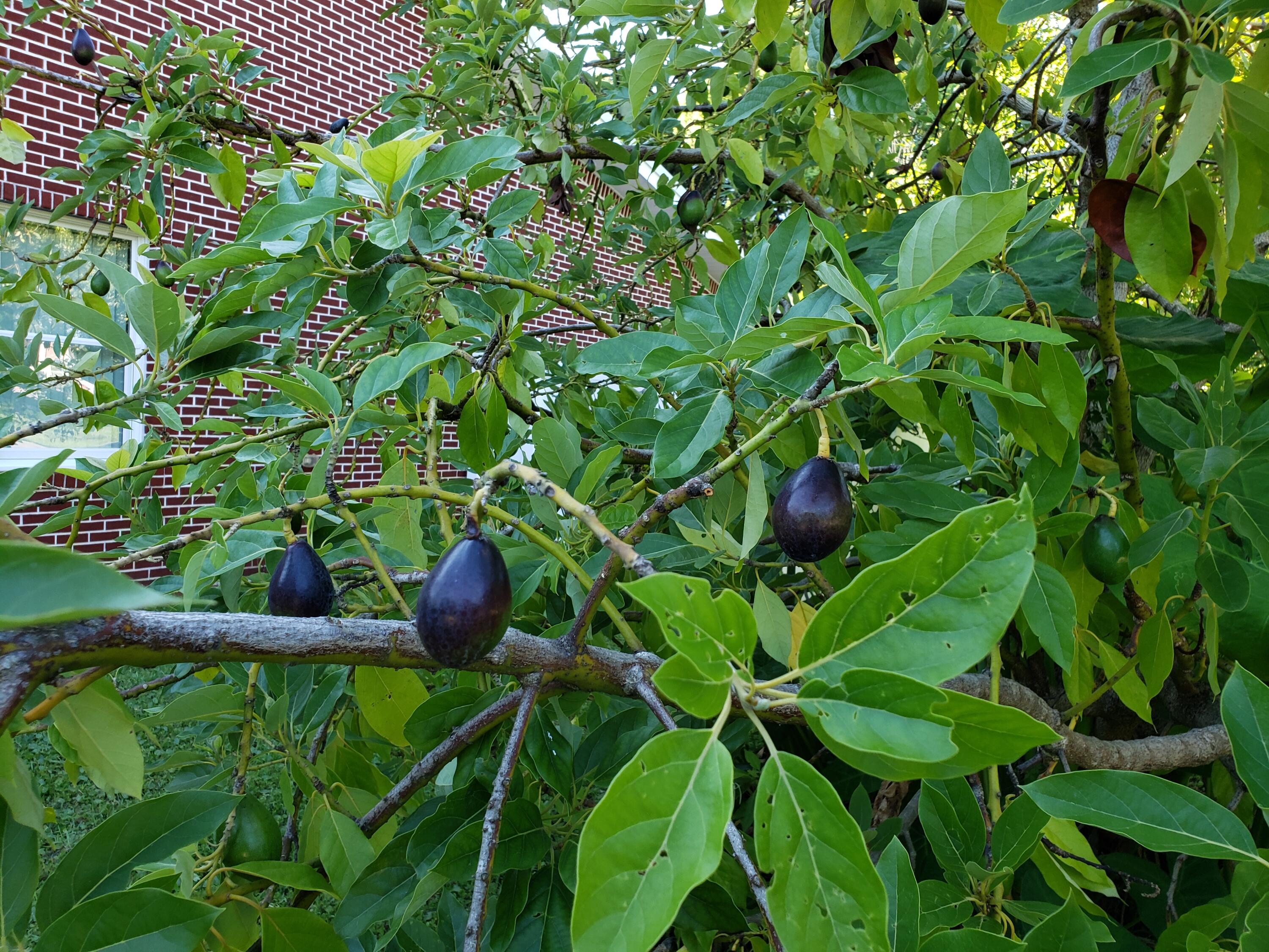 OCEAN CITY - Residential