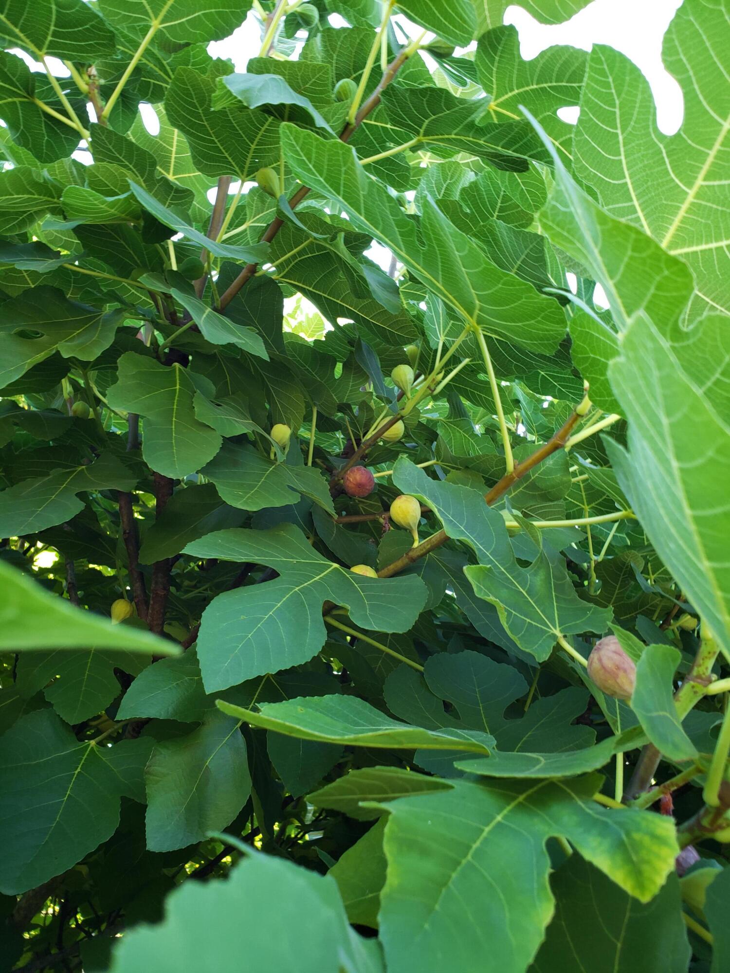 OCEAN CITY - Residential