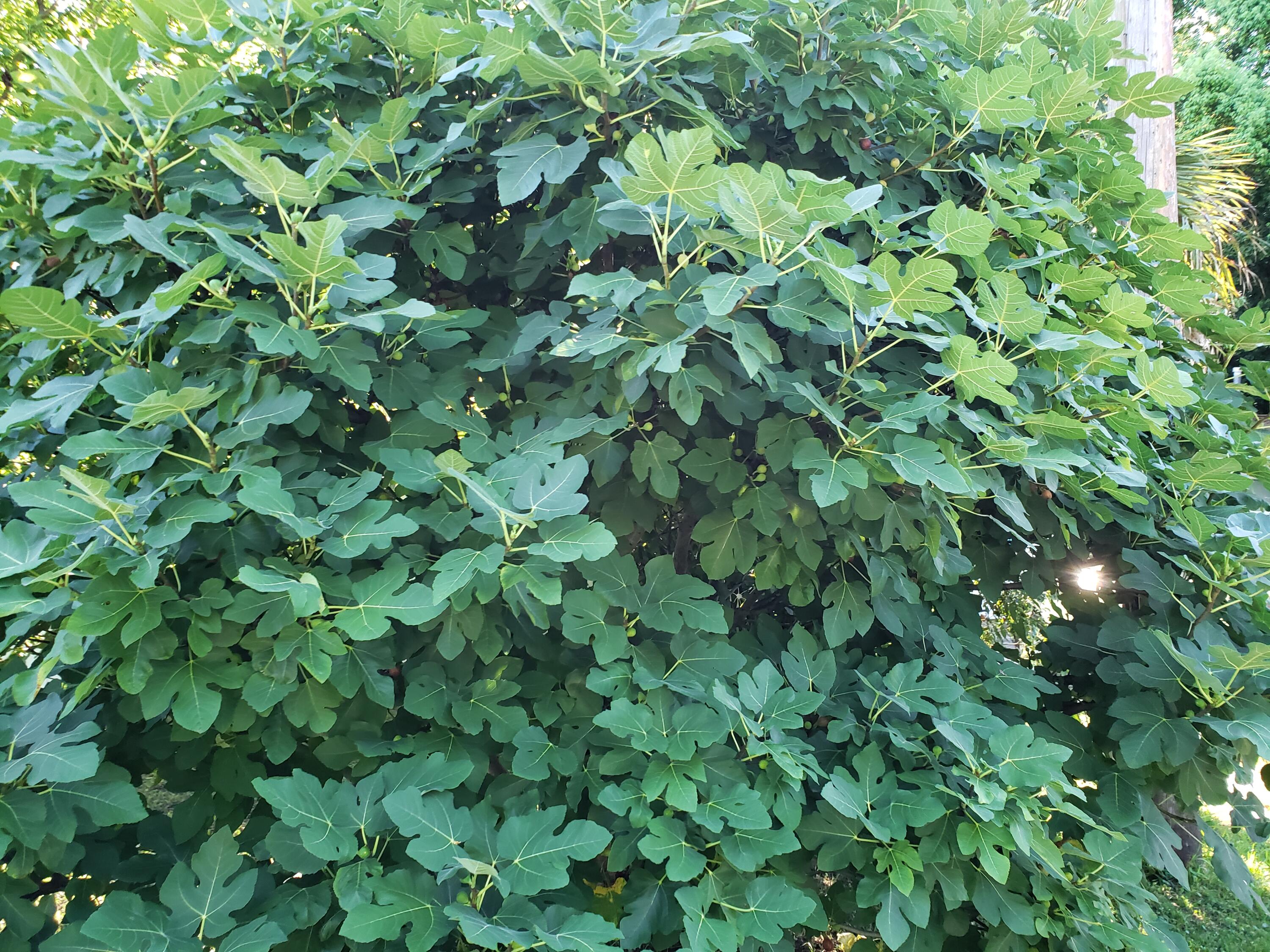 OCEAN CITY - Residential