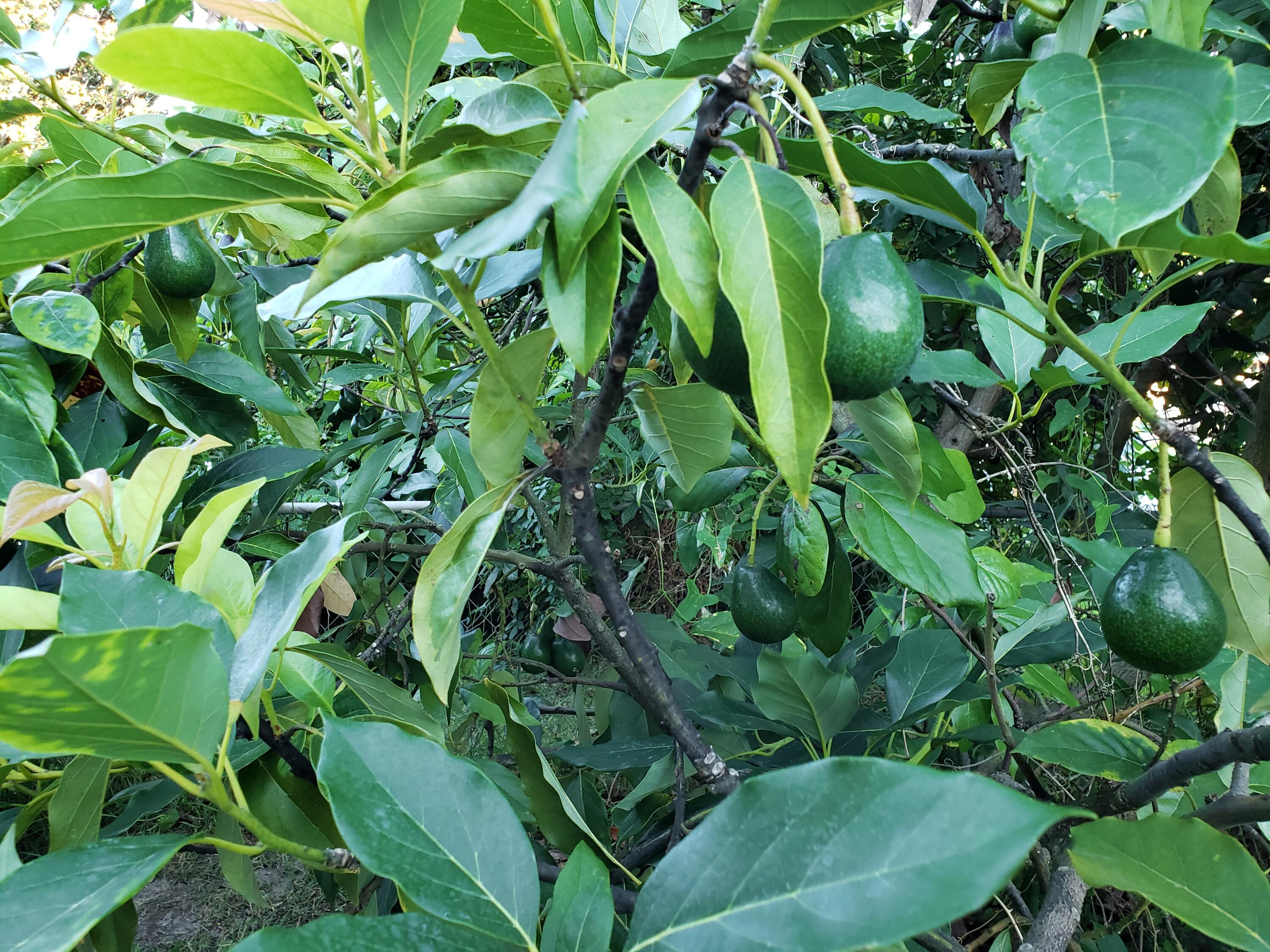 OCEAN CITY - Residential