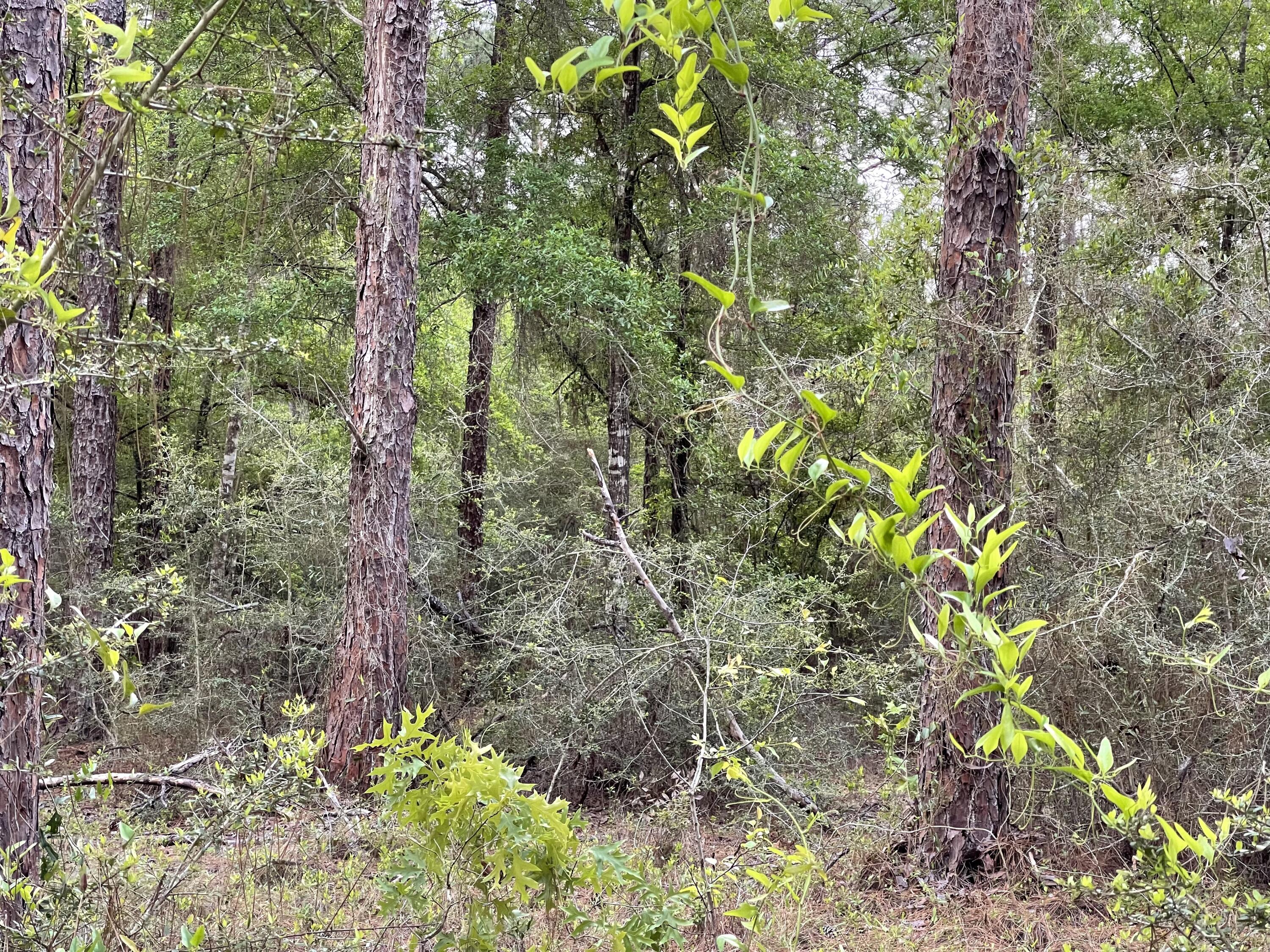 DEER RUN ACRES UNREC S/D - Residential