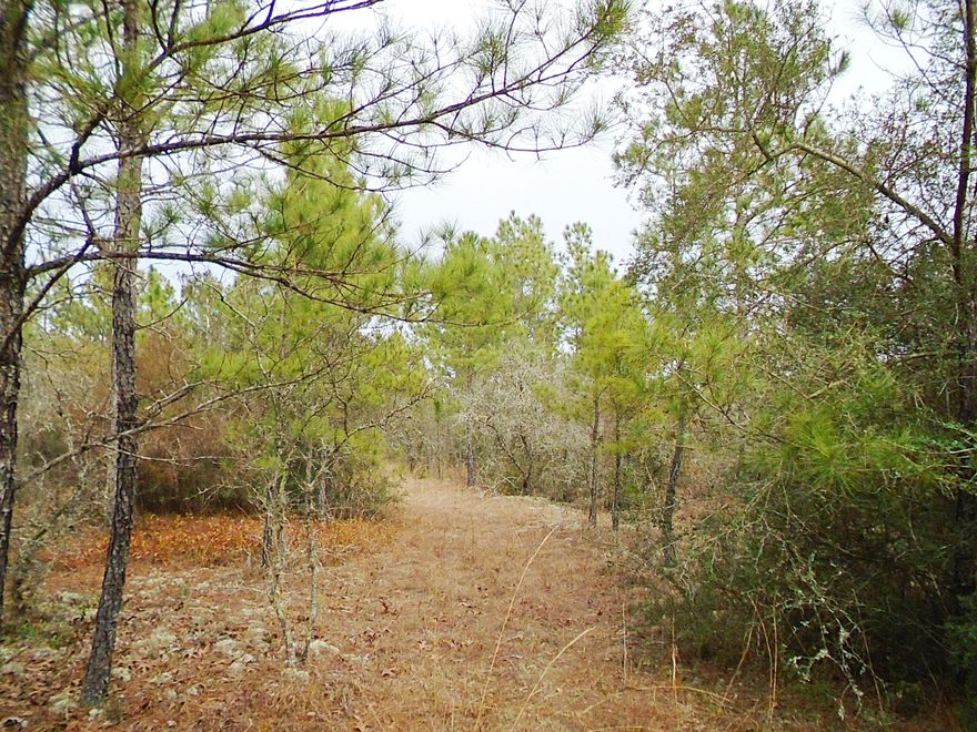 12.1 acres located in the Mossy Heard area. Property is wooded for privacy but easy to walk and view. There is an old mobile home and shed of no value. There is also a 110 Ft well plus 2 septic tanks (1050 gallons). Condition is unknown. An electrical pole is by the mobile home as well as what appears to be a phone box. A beautiful assortment of trees - oaks, pines, holly, magnolia, etc. Deer tracks were seen on the property. Location is great - just steps off of a paved road. If you are looking for a great small track of land, this is it. Property and any improvements are being sold as-is.