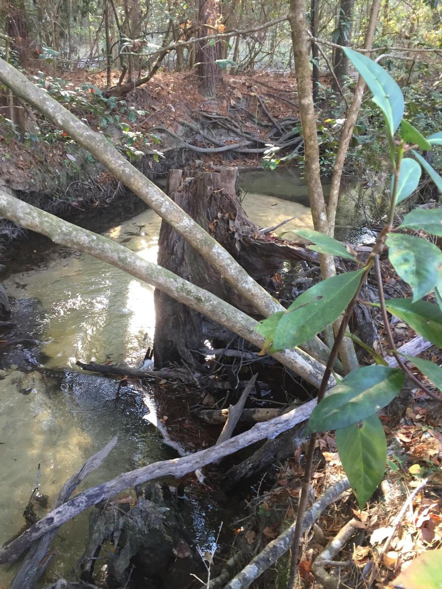 Rare find on a paved road! This property is absolutely beautiful and is sure to be just what you are looking for. From the massive trees to the crystal clear creek you will quickly realize how special it is. There is a high hill that overlooks the creek and the surrounding property making it the perfect home site. There is a hardwood bottom at the south end of the property full of wild turkey and deer. The creek is really what makes this a special property. Bishop branch originates just a couple of miles north of this property on the boy scout tract. The creek flows (approximately 1,200 ft on this property) clear all year long and there is even a small spring that comes up from under an old hickory on the property and feeds into the creek. There are approximately 5-6 acres on the