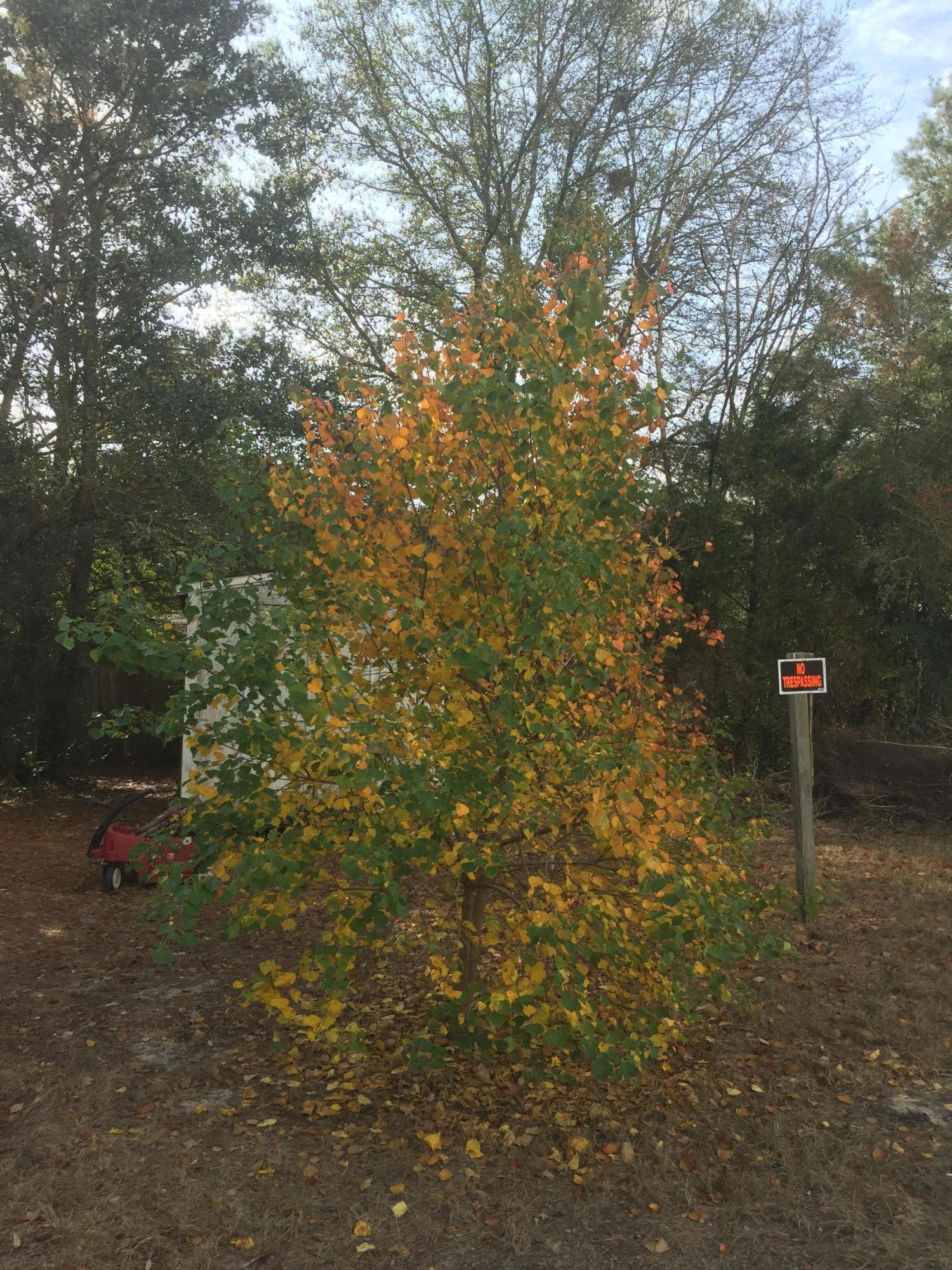 BLACKJACK ESTATES - Land