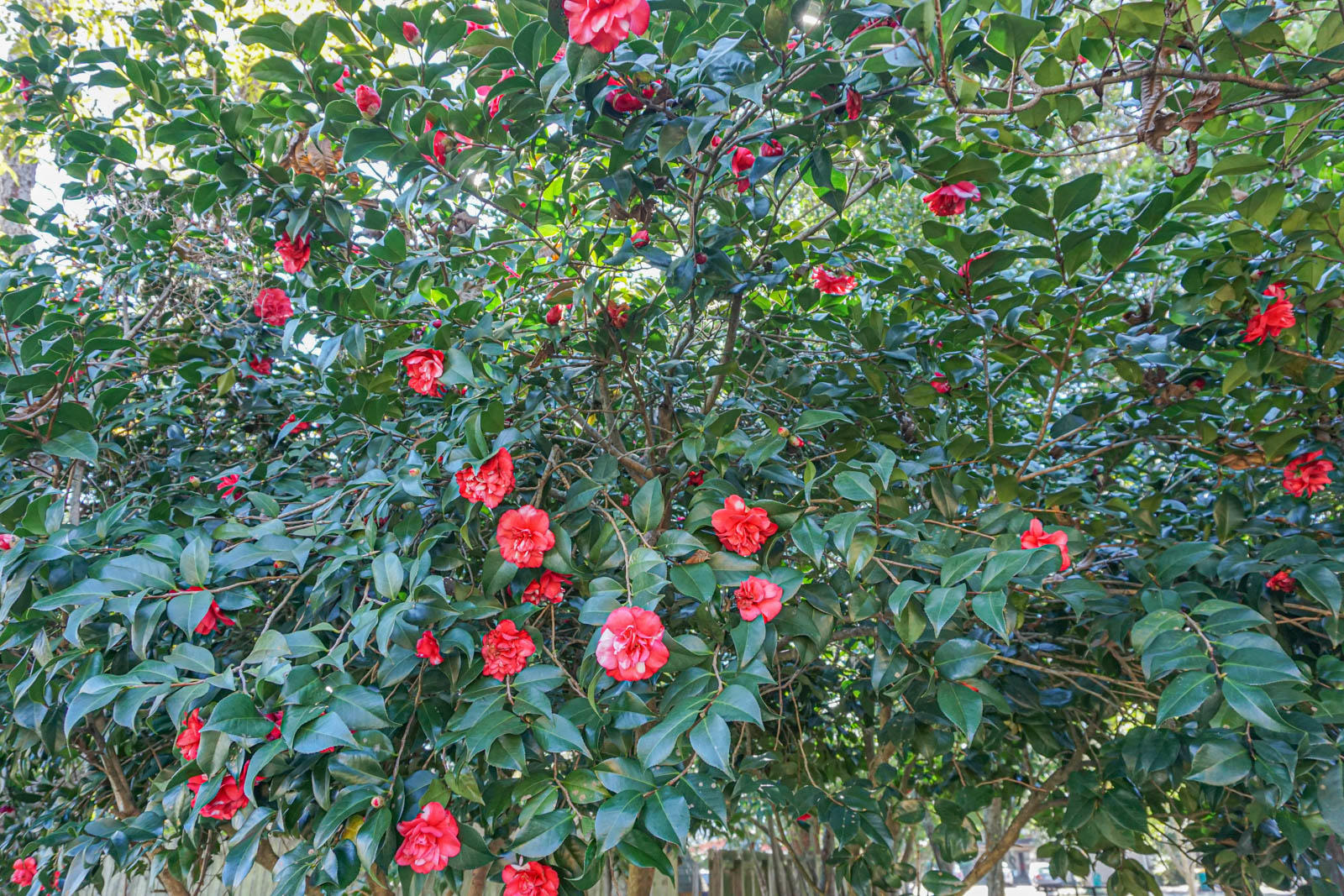 SO RANG 24 (242000.00) - Residential