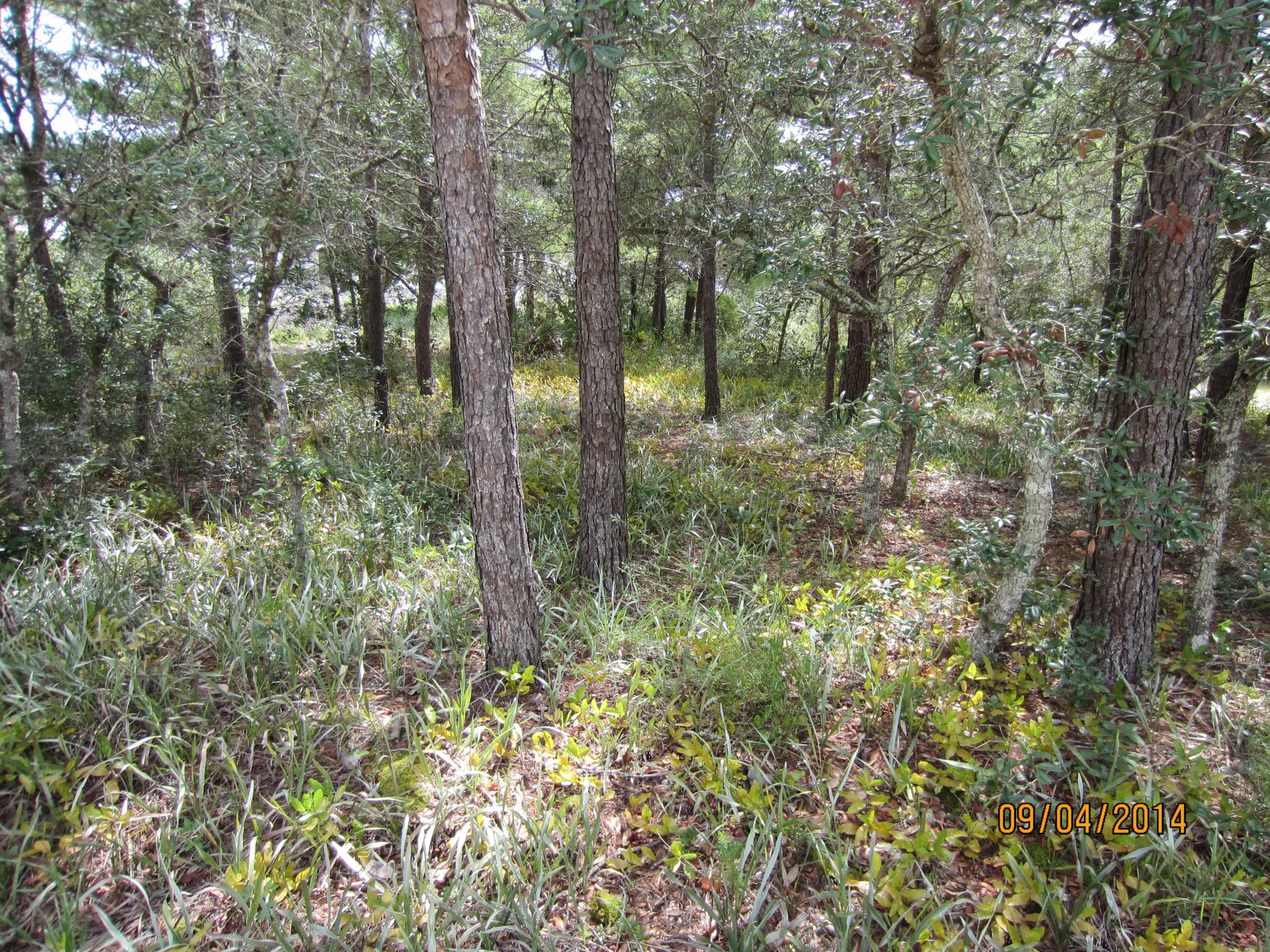 PINES OF BLUE MOUNTAIN - Land