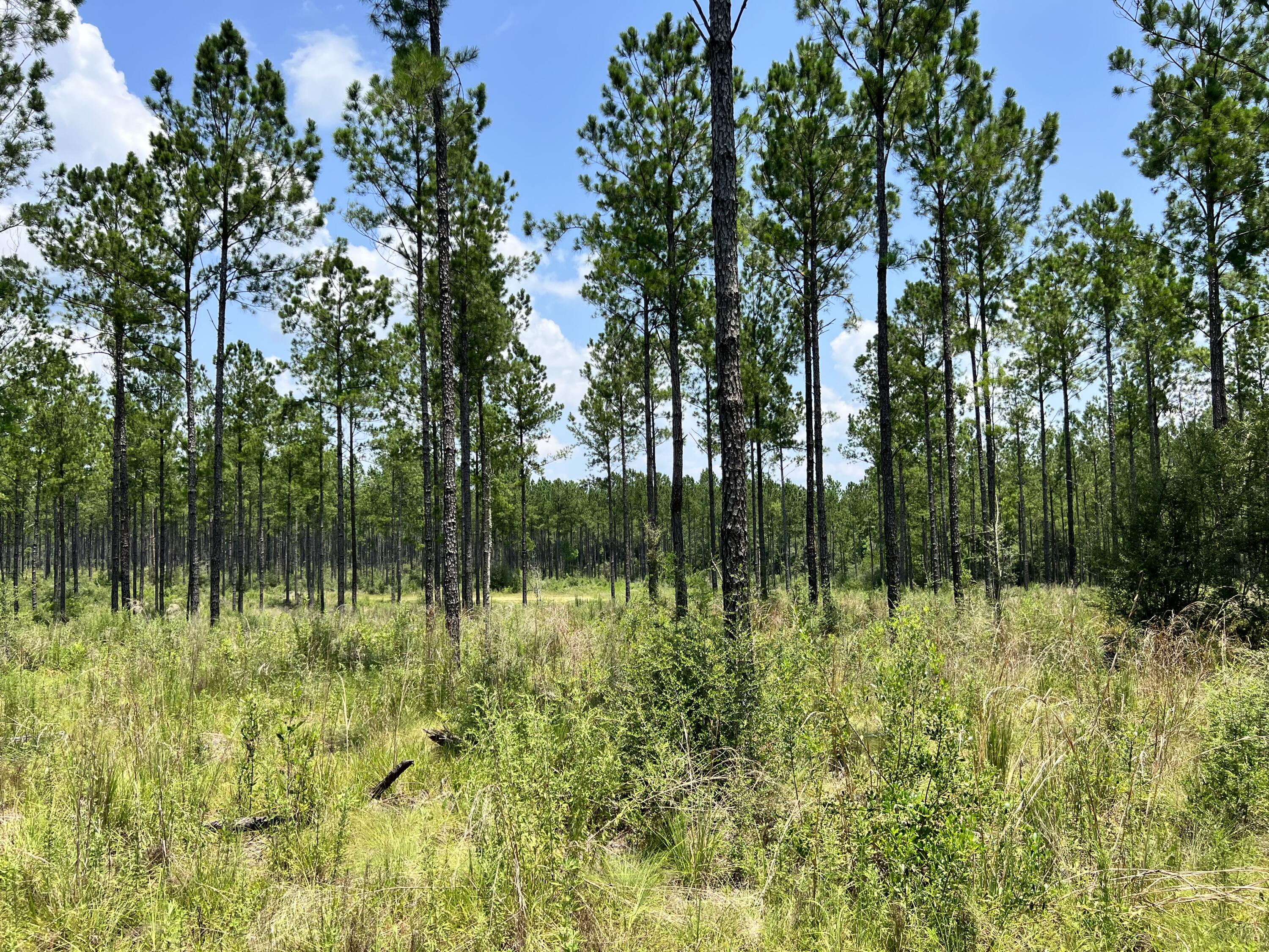 High and dry 16.94 acres, with 330 feet road frontage. Zoned AG2. Close proximity to Blackwater Forest/River and creeks, and just 10 miles from downtown Milton.