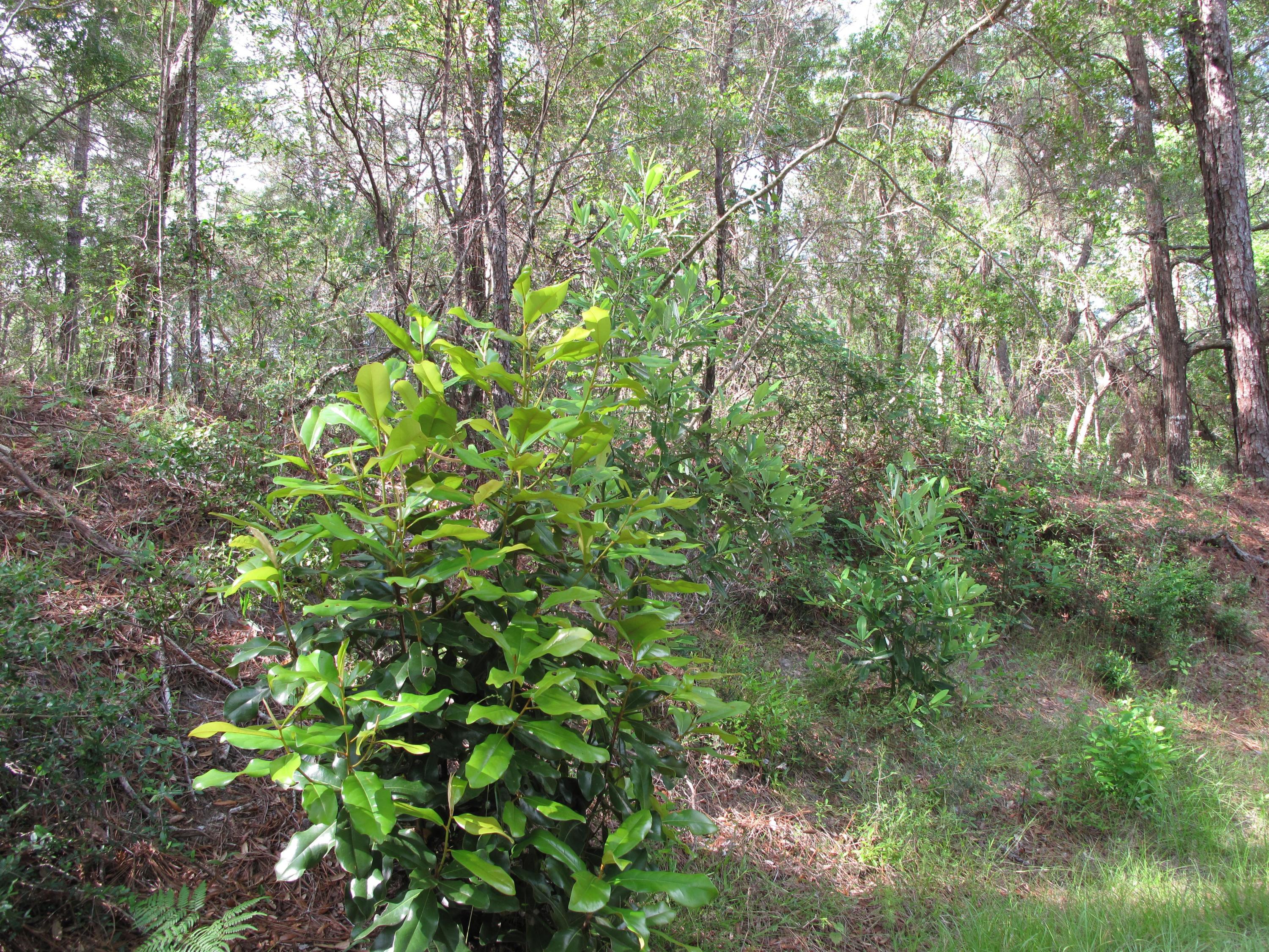 Deer Moss Creek Phase 1 - Land