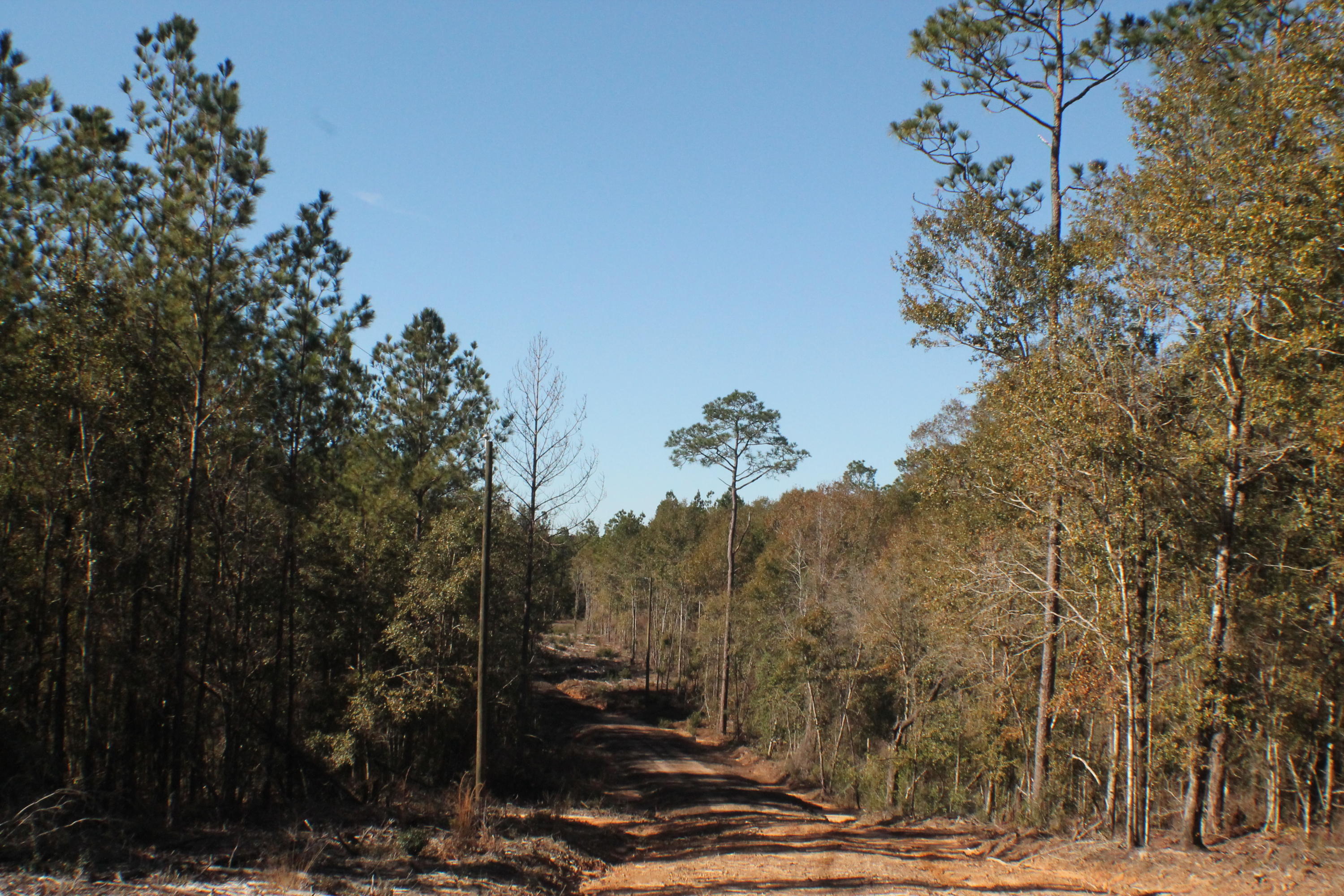 MILLERS BLUFF - Land