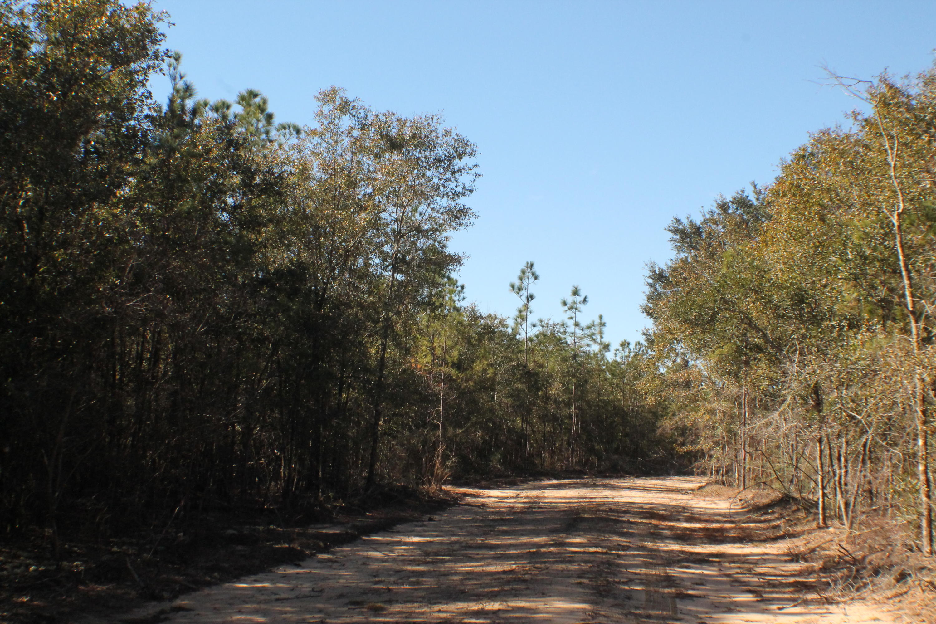 MILLERS BLUFF - Land