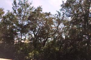 MAGNOLIA BEACH - Land