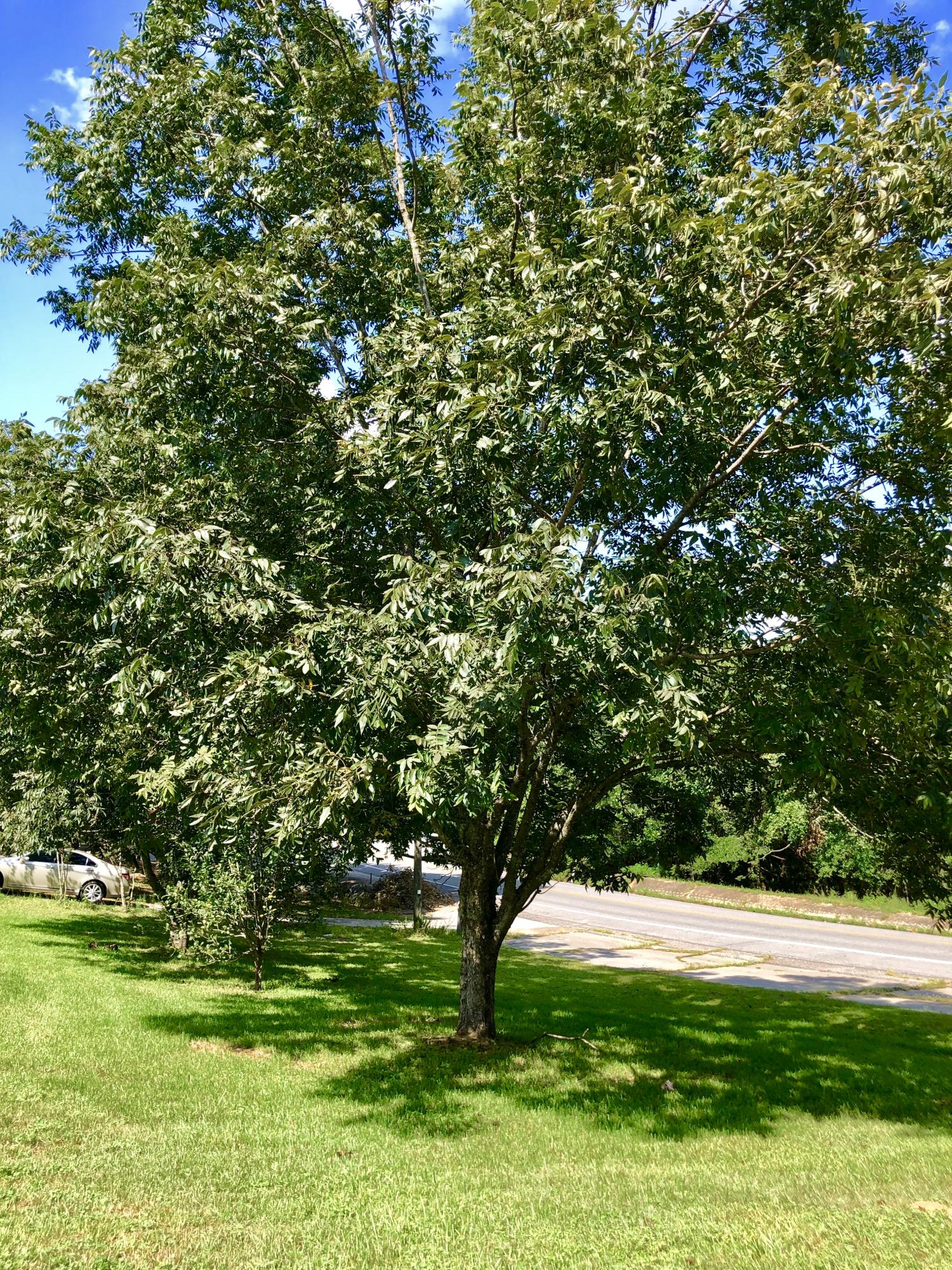 OAKDALE MINI FARMS - Residential