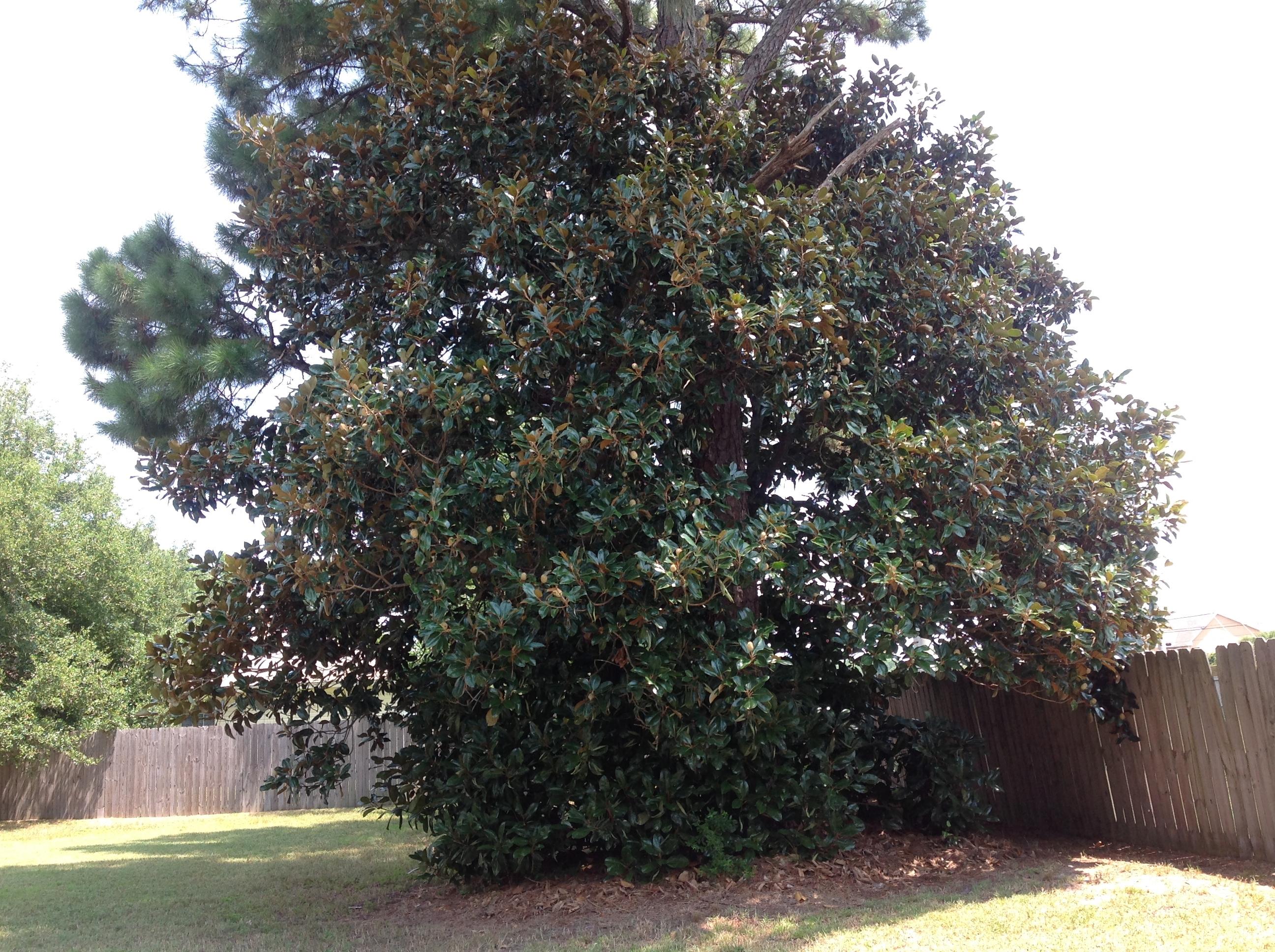 CIMARRON ESTATES - Residential