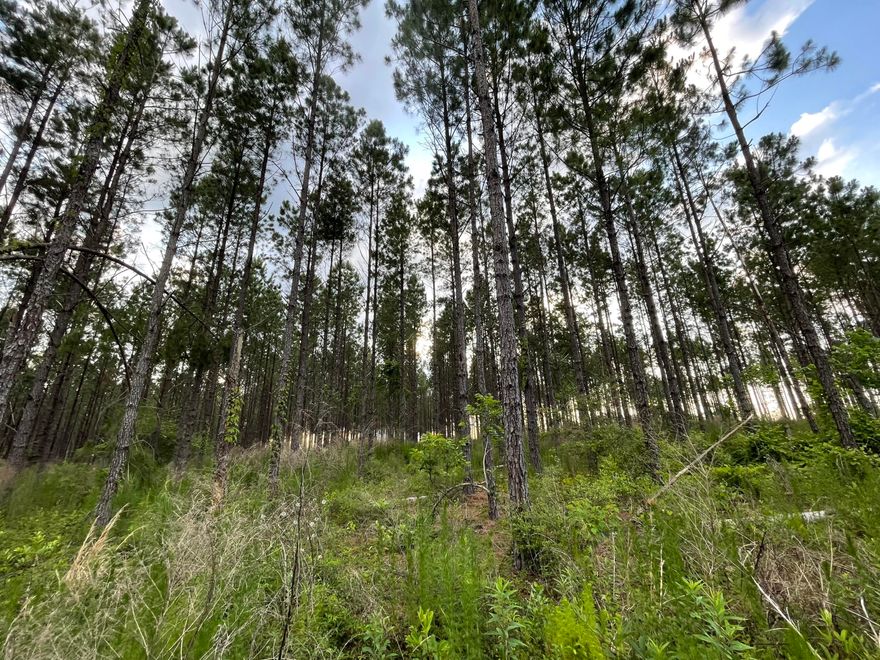 Bring your build plans today! This is the perfect 10+/- Acre lot waiting for you to make your forever home!! Just a short drive to local beaches, schools and shopping!
Showing by appointment only, real estate agent most accompany.