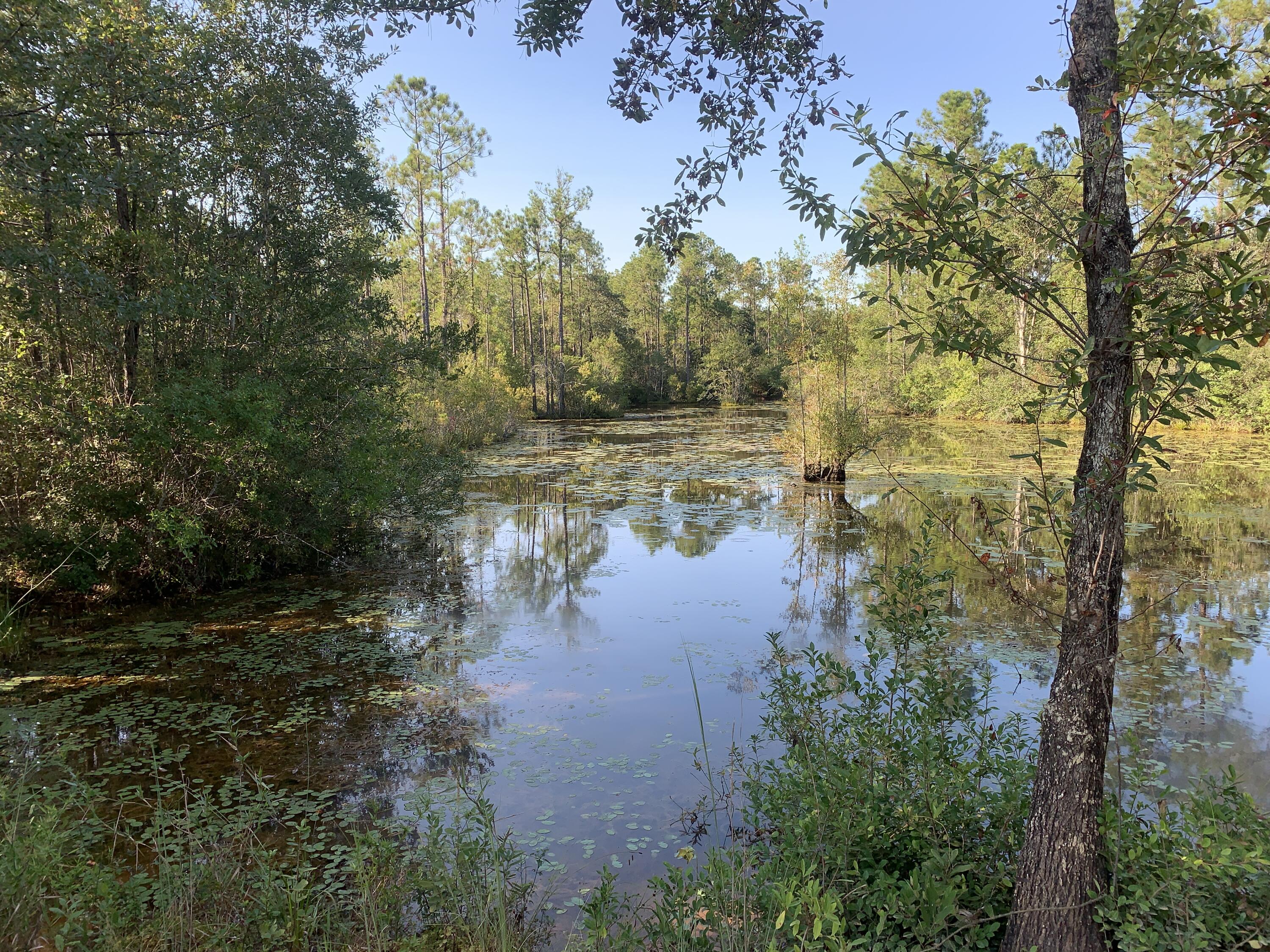WALTON PLANTATION - Land