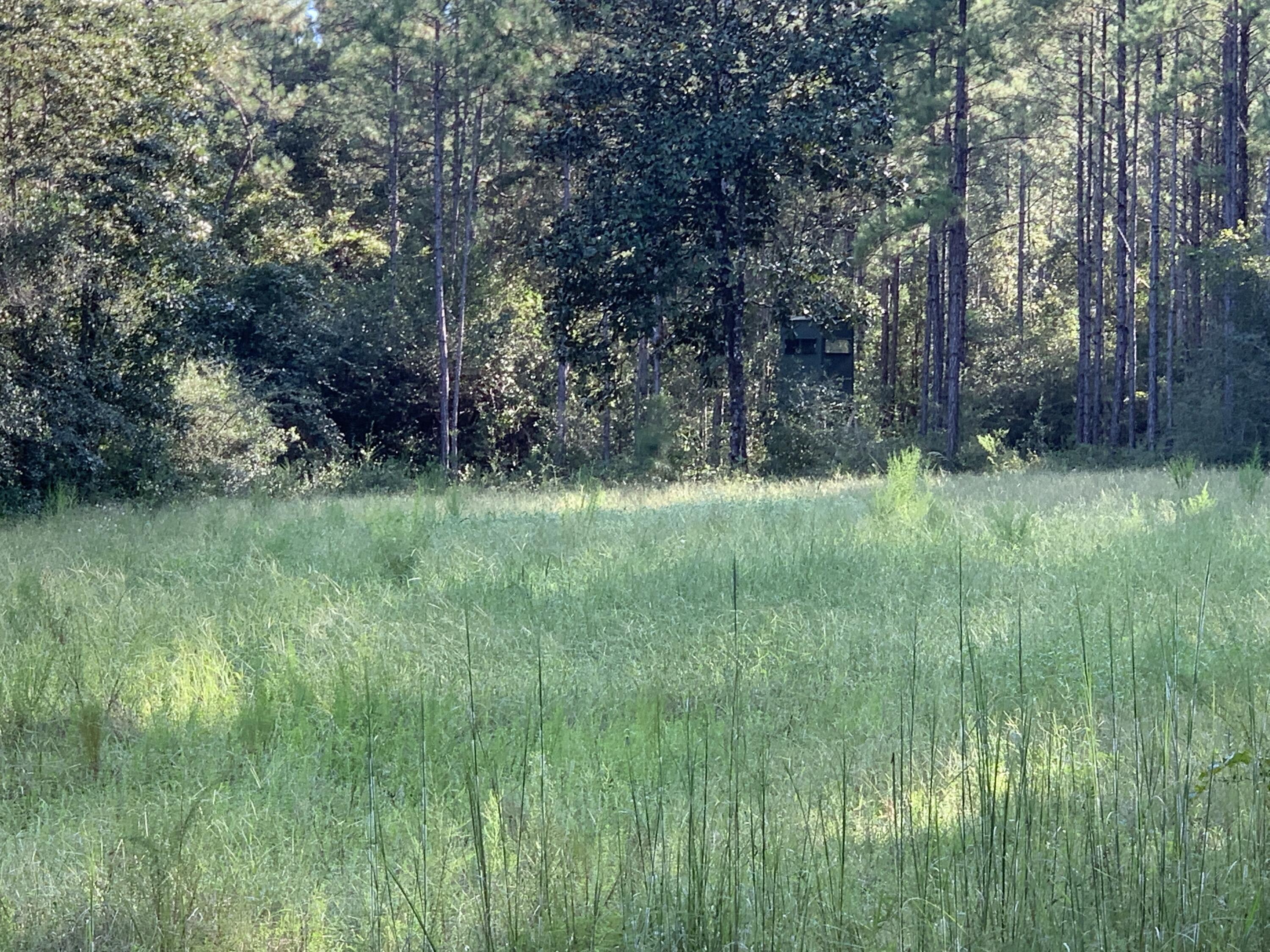 WALTON PLANTATION - Land