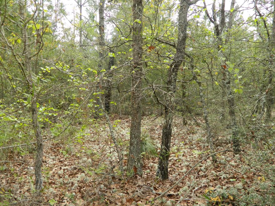 PRICED TO SELL: Looking for private seclusion? This is the property you have been looking for! A wooded homesite in a great location on Laird Rd. Centrally located in MossyHead, FL, just minutes to I-10, Crestview, Niceville, Eglin AFB, the New Blackstone Golf Course and those beautiful white, sandy beaches of the Emerald Coast! Also within 5 miles of the Gun Range and Emerald Coast Wildlife Refuge Zoology Park! Need Financing for Land... call us