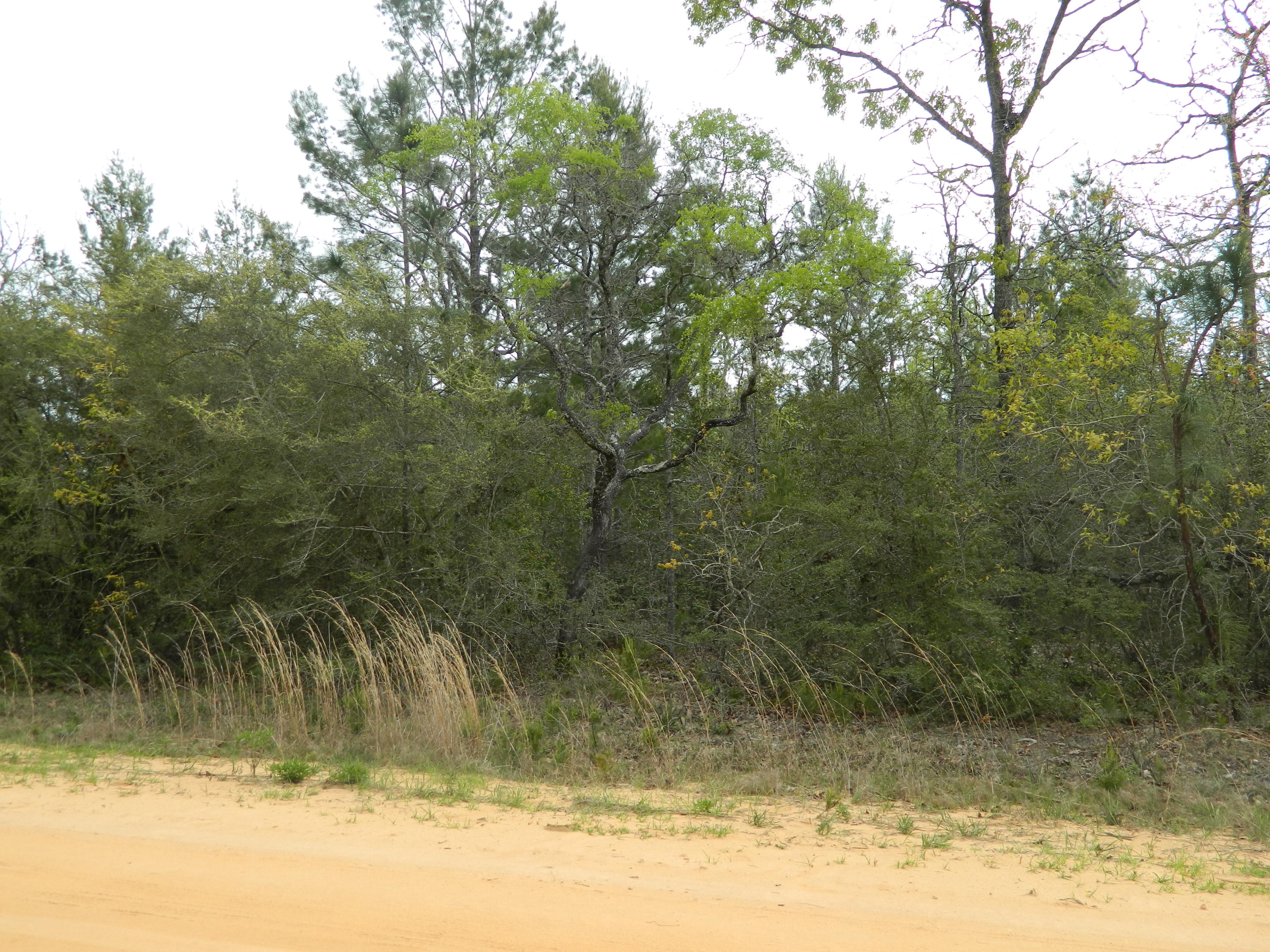 LAIRD CREEK FARMS UNRECCOM - Land