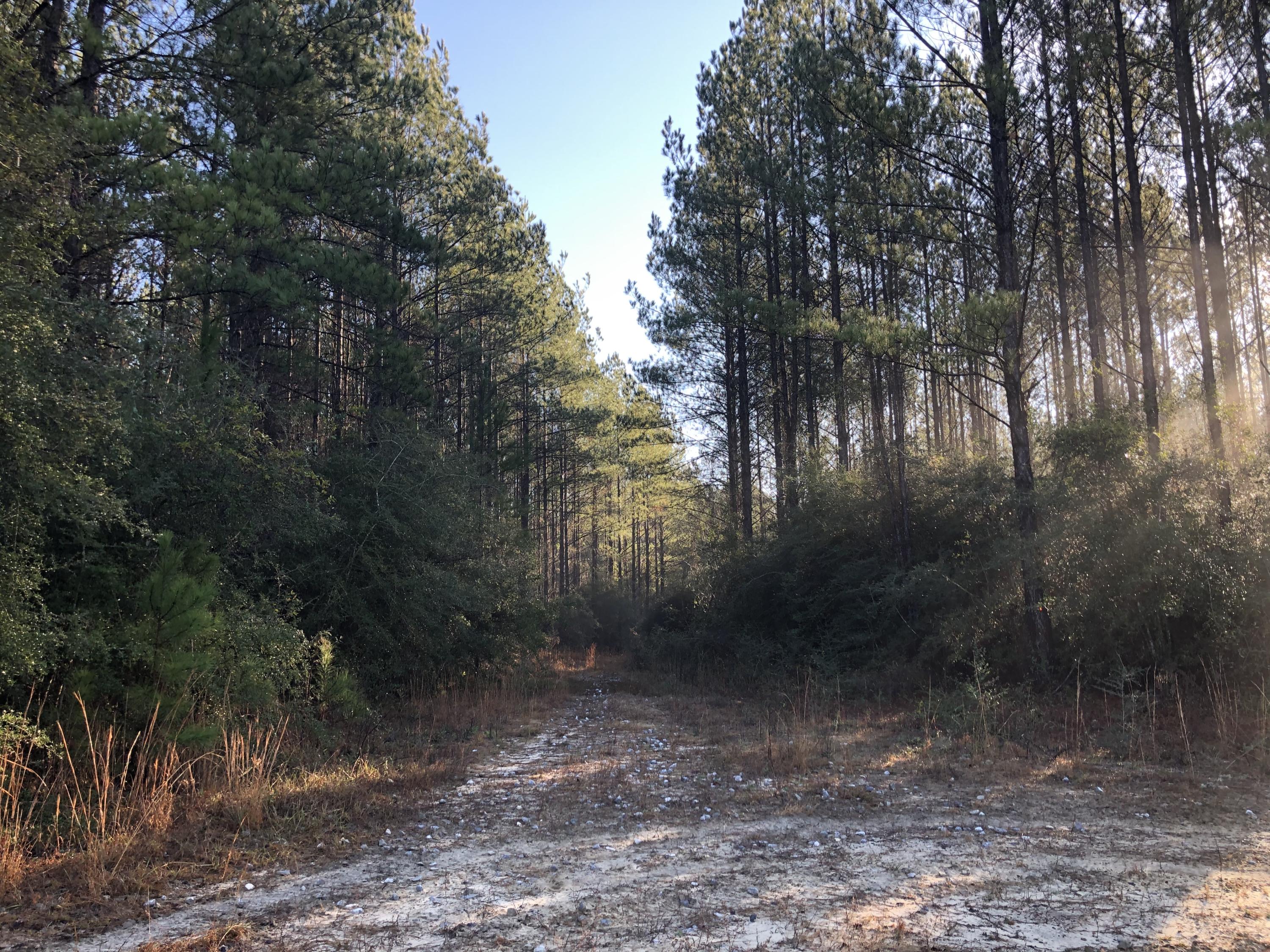 WALTON PLANTATION - Land