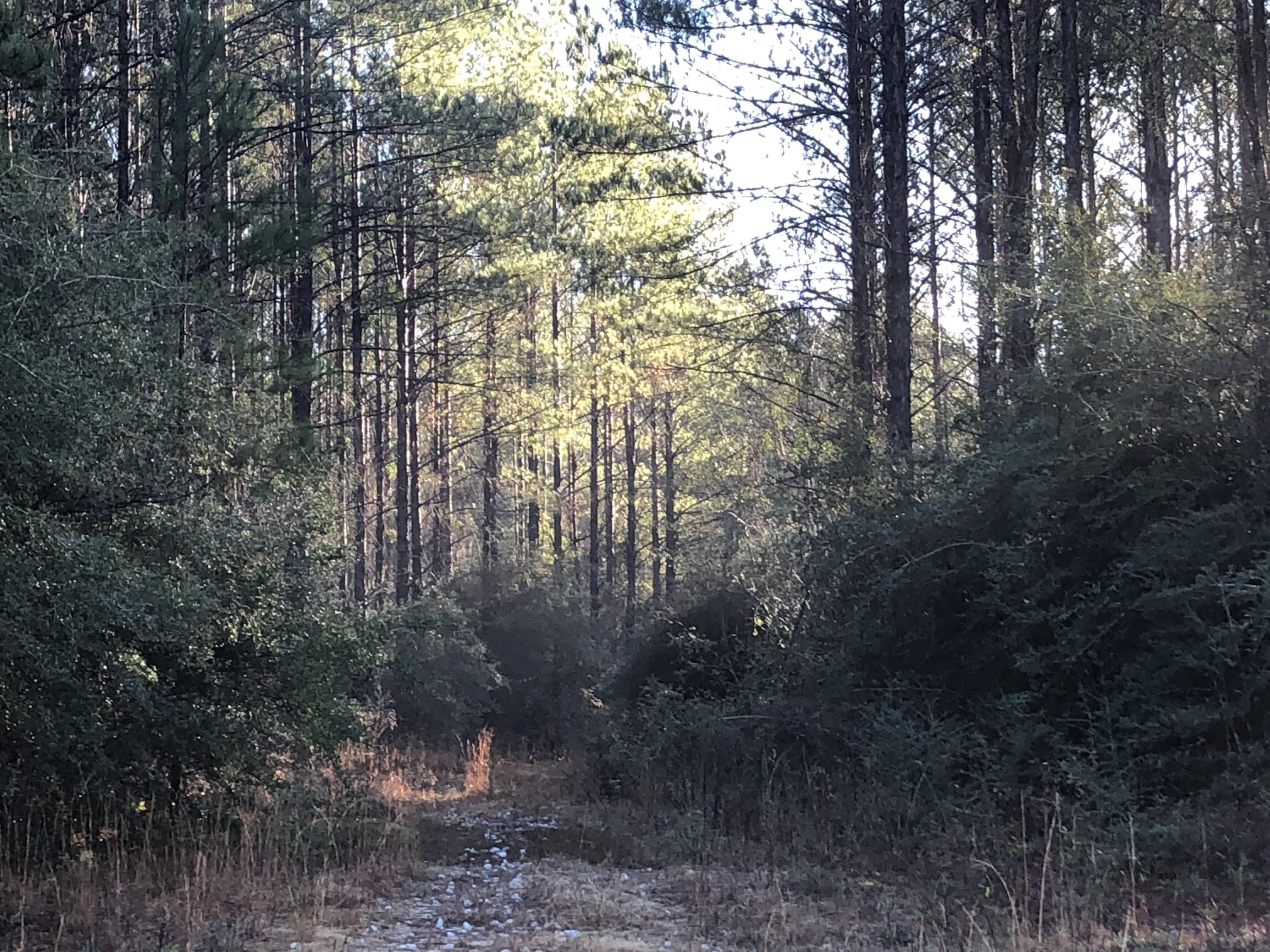 WALTON PLANTATION - Land