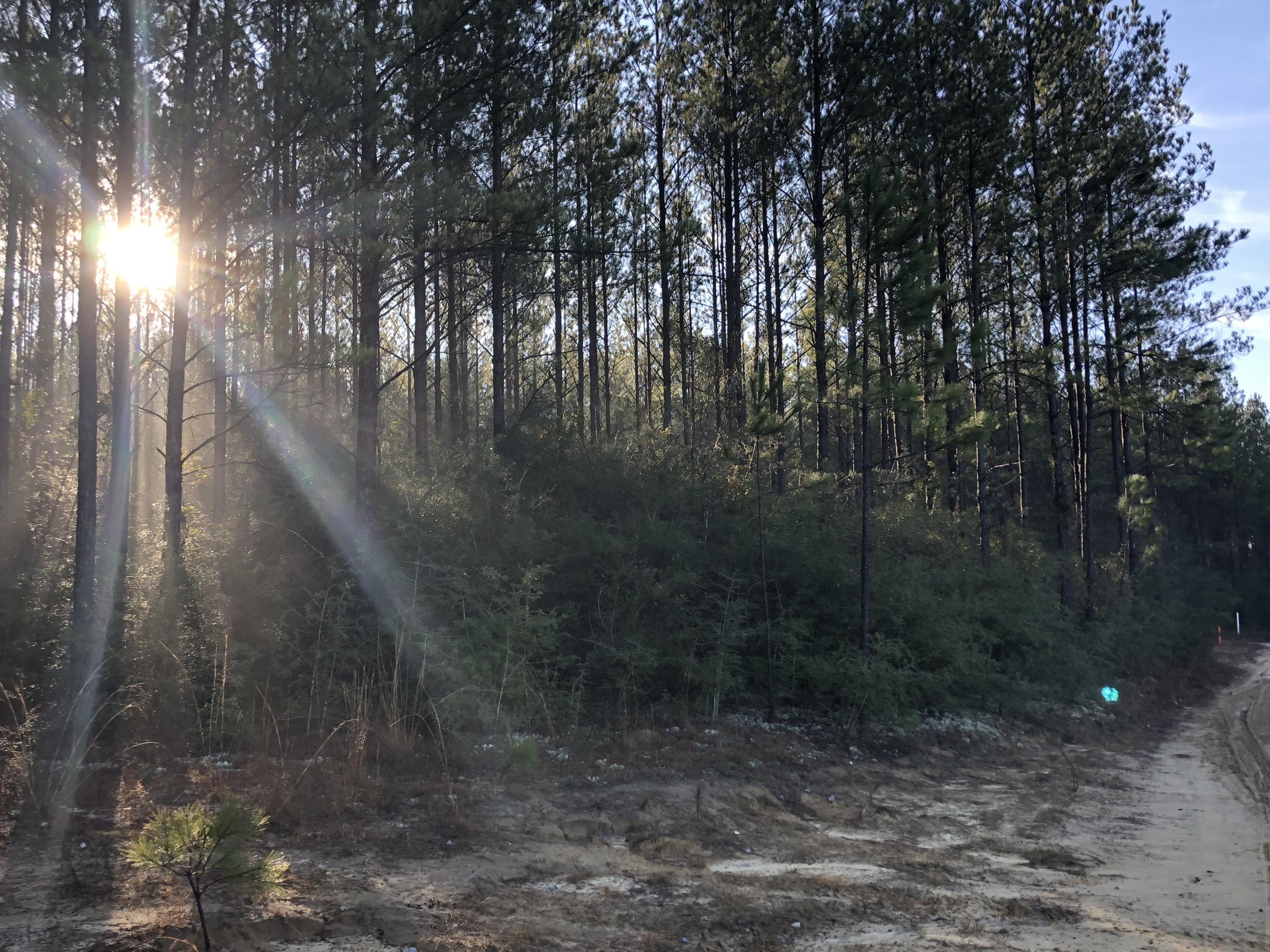 WALTON PLANTATION - Land