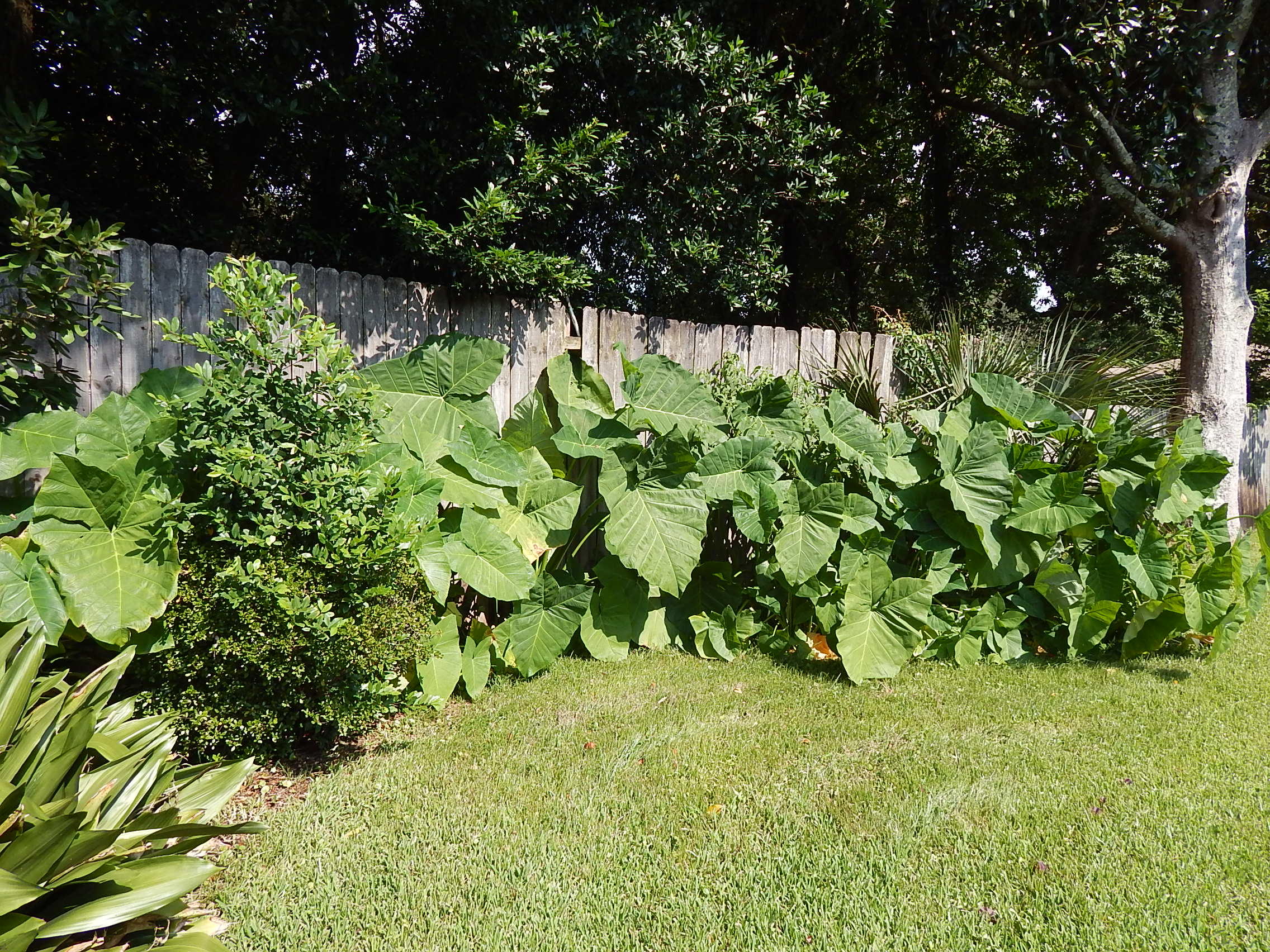 VICTORIA GARDENS 3 - Residential