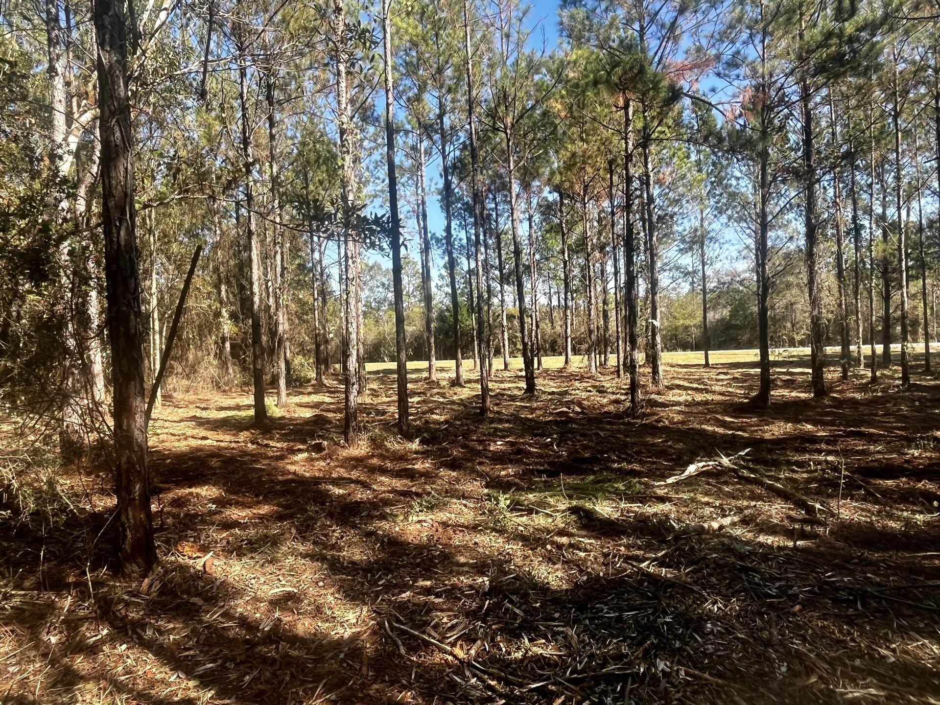Walton County Acreage CR 0605 - Land