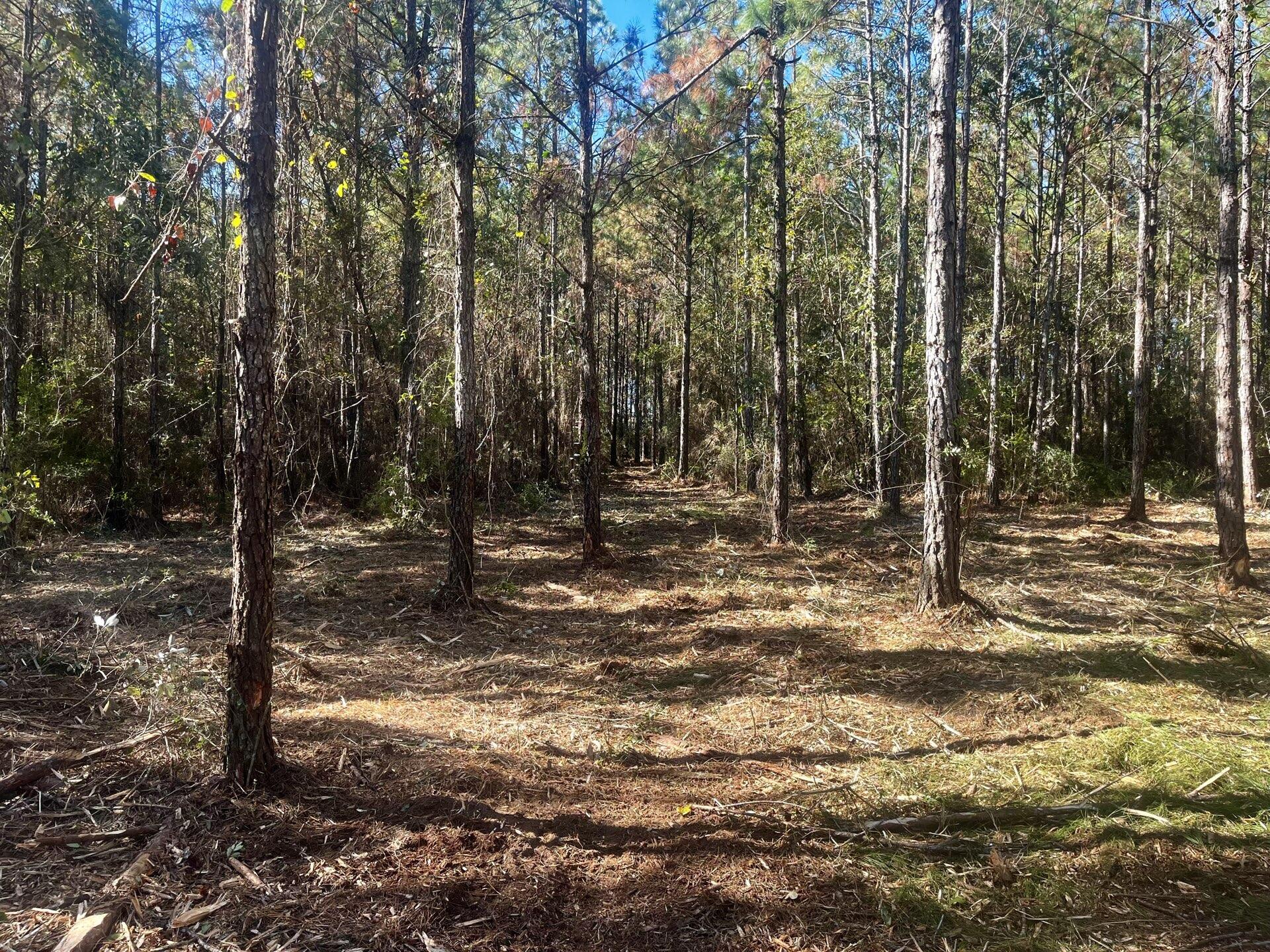 Walton County Acreage CR 0605 - Land