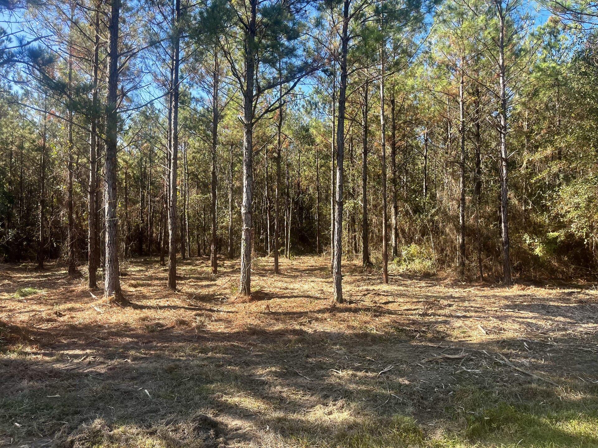 Walton County Acreage CR 0605 - Land