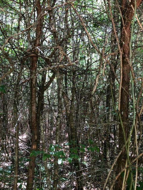 Photo of Parcel C Yellow River Baptist Church Road, Baker, FL 32531 (MLS # 971537) Photo of Parcel C Yellow River Baptist Church Road, Baker, FL 32531 (MLS # 971537)