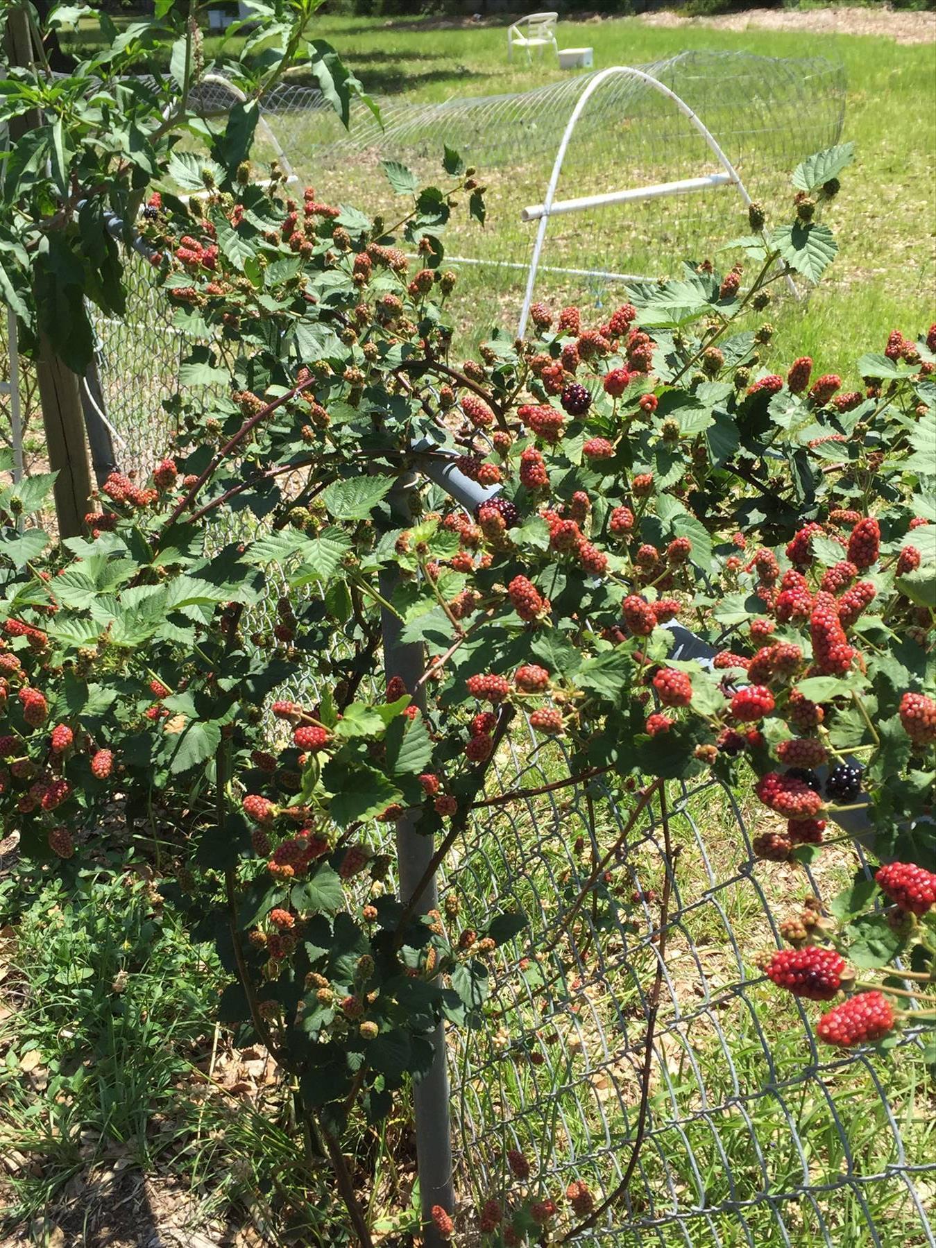 County District 1 - Residential