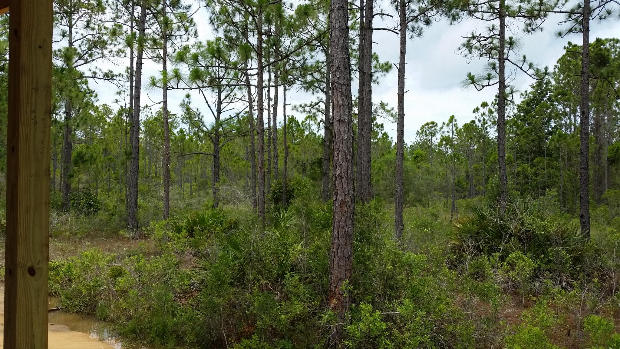 Topsail Walk - Residential